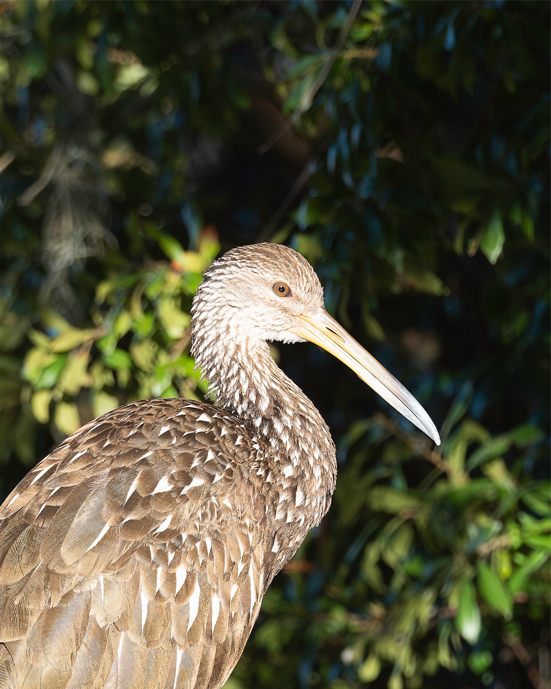 Streaked Bird against Green Leaves, Florida — fine art print