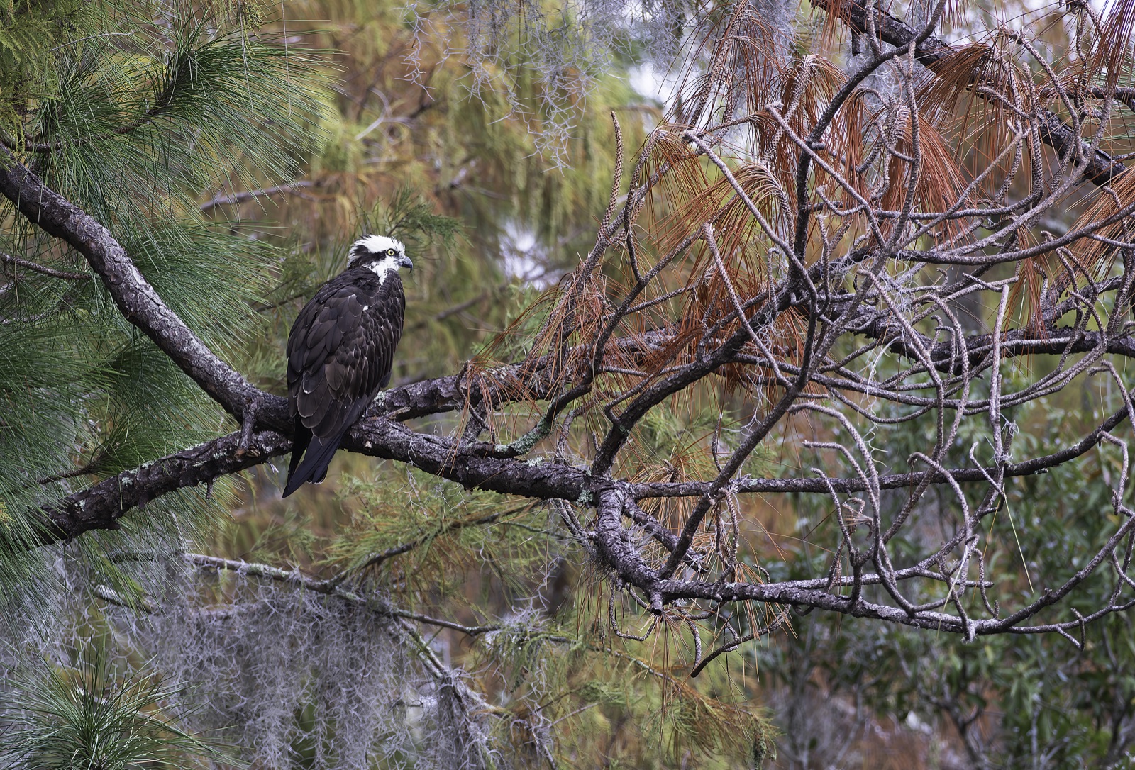 Hawk on a Pine Limb with Spanish Moss, Florida — fine art print