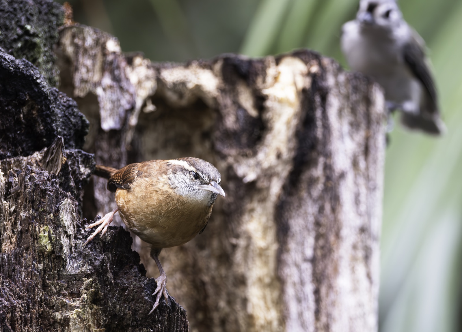 Wren on a Stump near a Gray Bird, Florida — fine art print