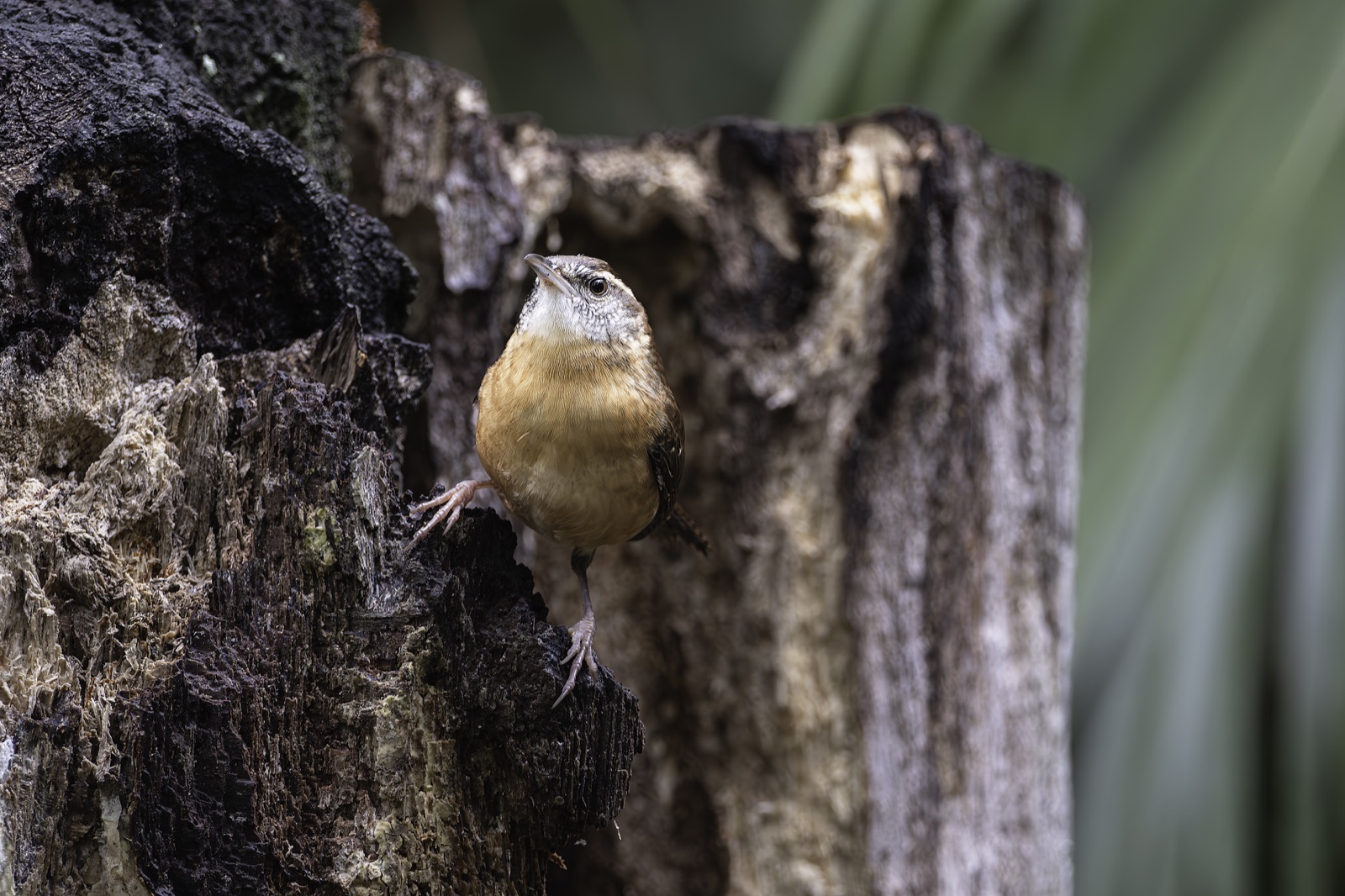 Wren Looking Up on a Weathered Stump, Florida — fine art print
