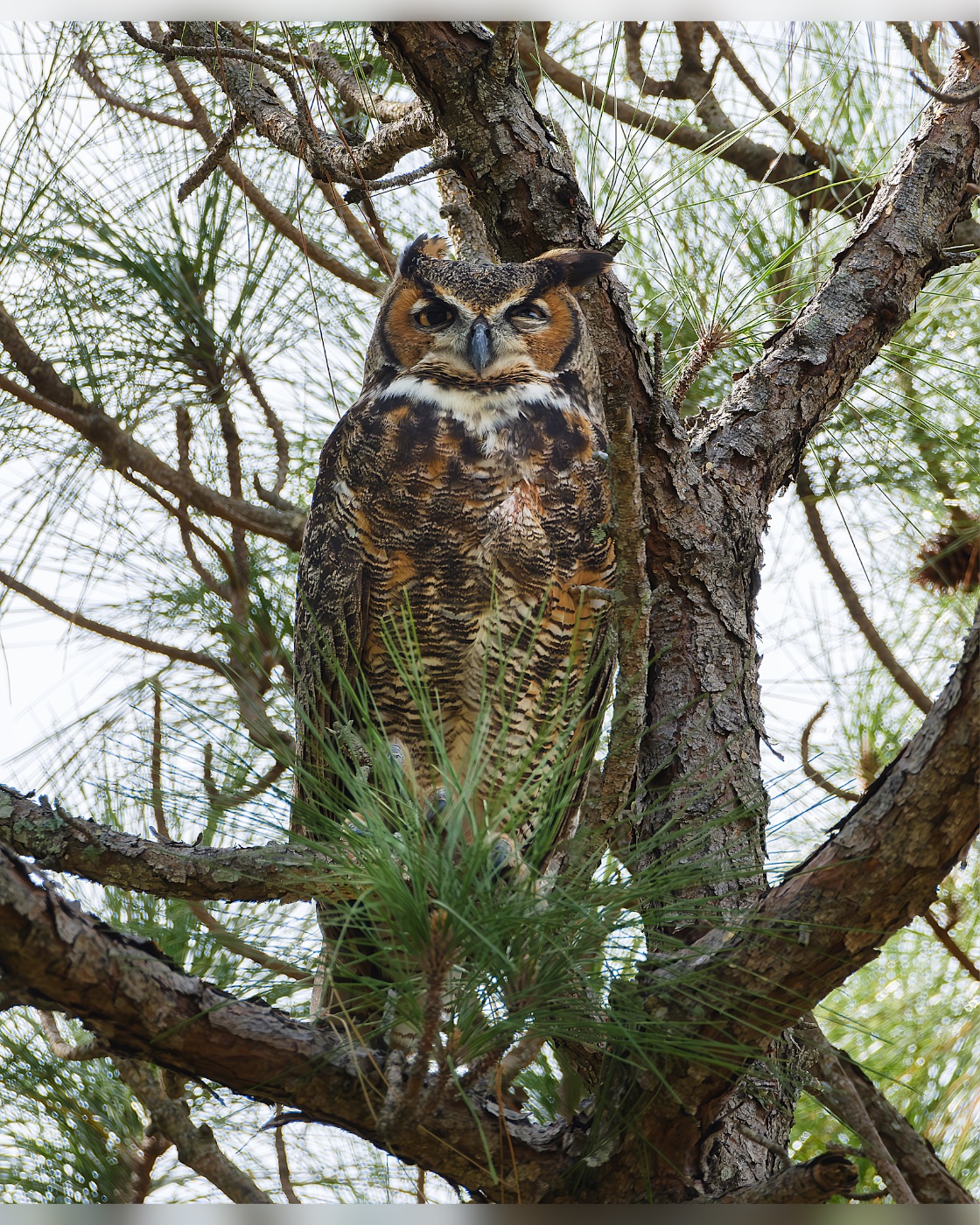 Great Horned Owl in a Pine above Green Needles, Florida — fine art print