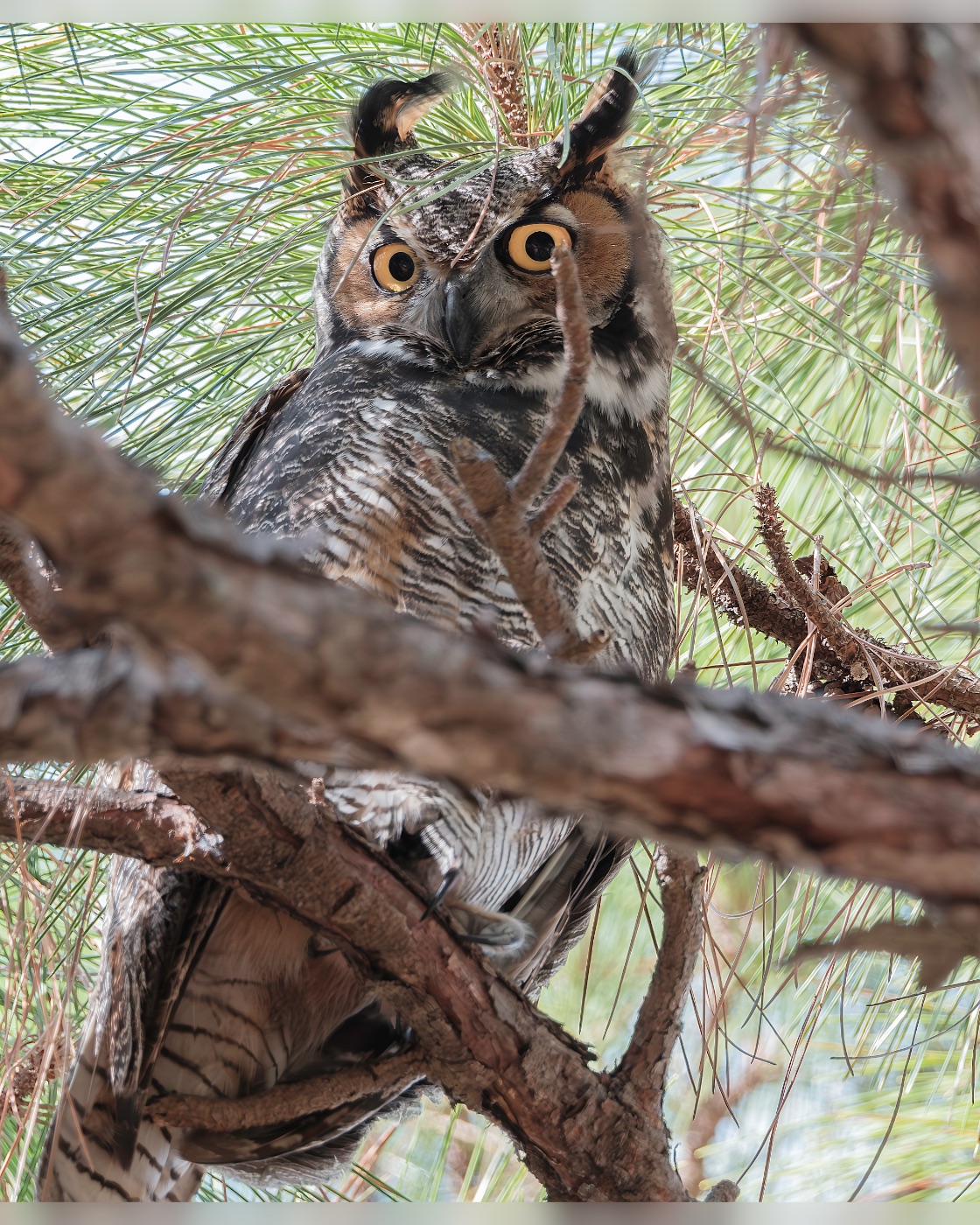 Great Horned Owl behind Pine Branches, Florida — fine art print