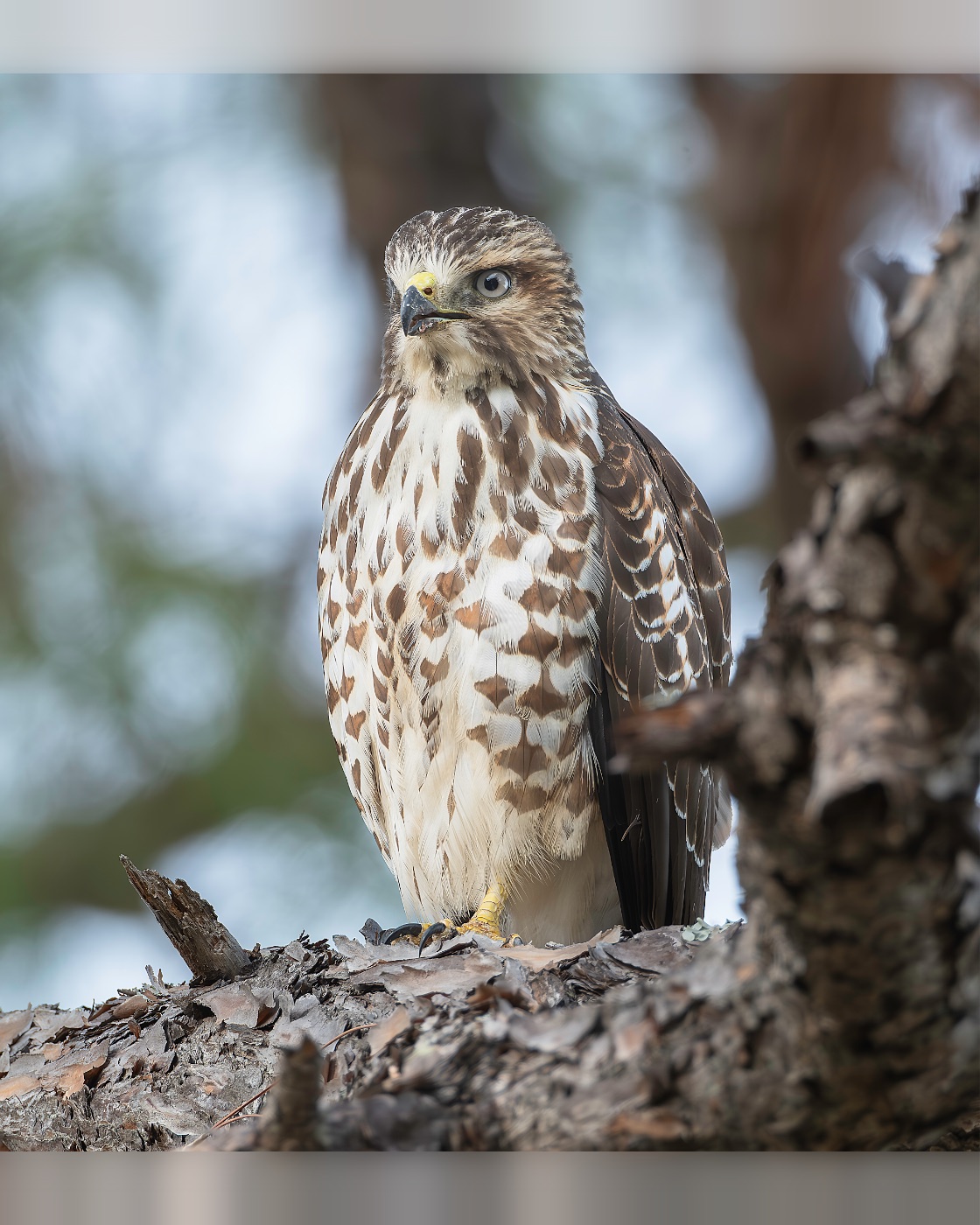 Hawk Perched on a Rough Branch, Florida — fine art print