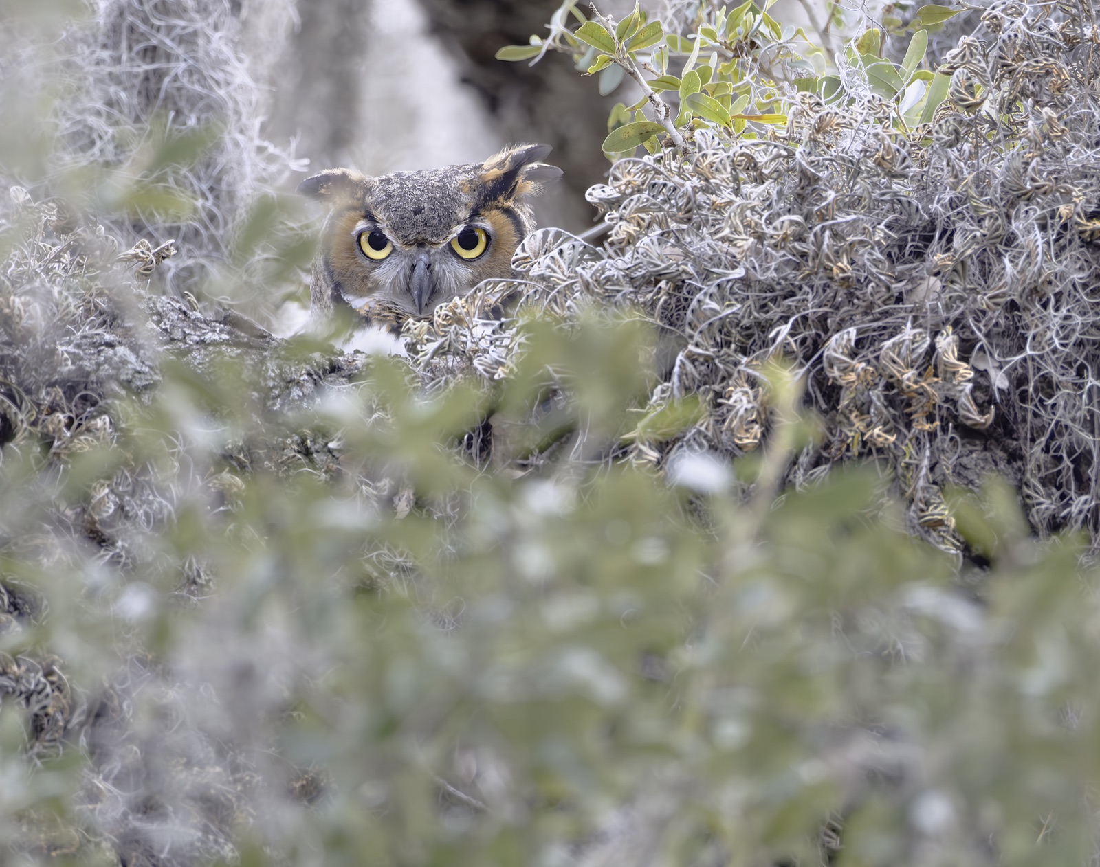 Great Horned Owl Peeking through Spanish Moss, Florida — fine art print