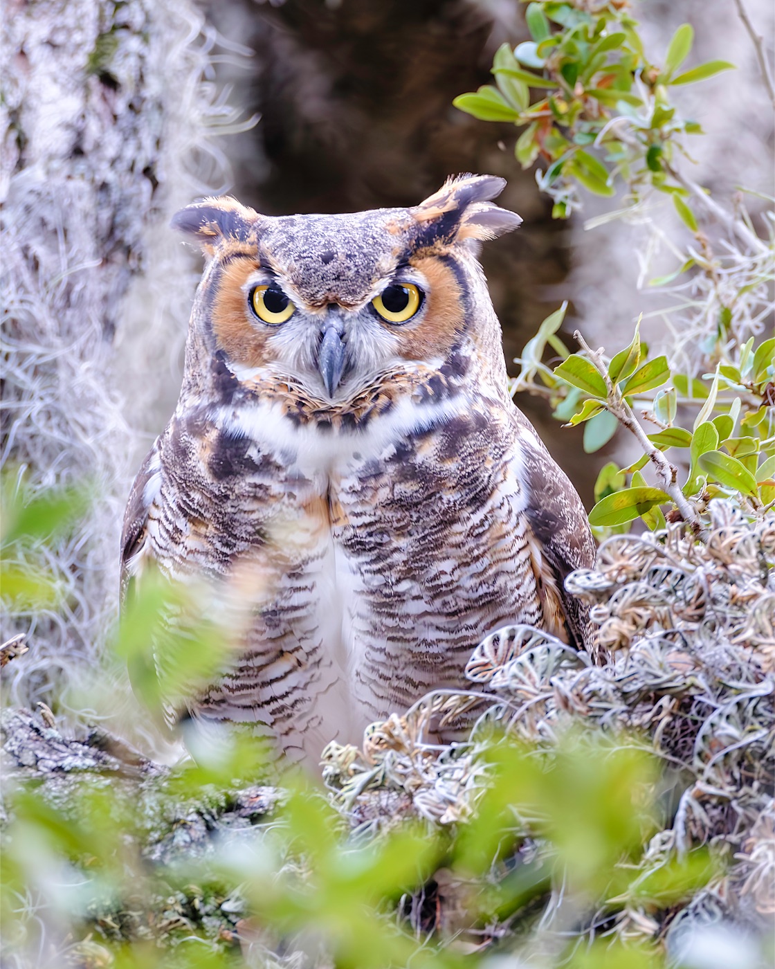 Great Horned Owl among Moss and Leaves, Florida — fine art print