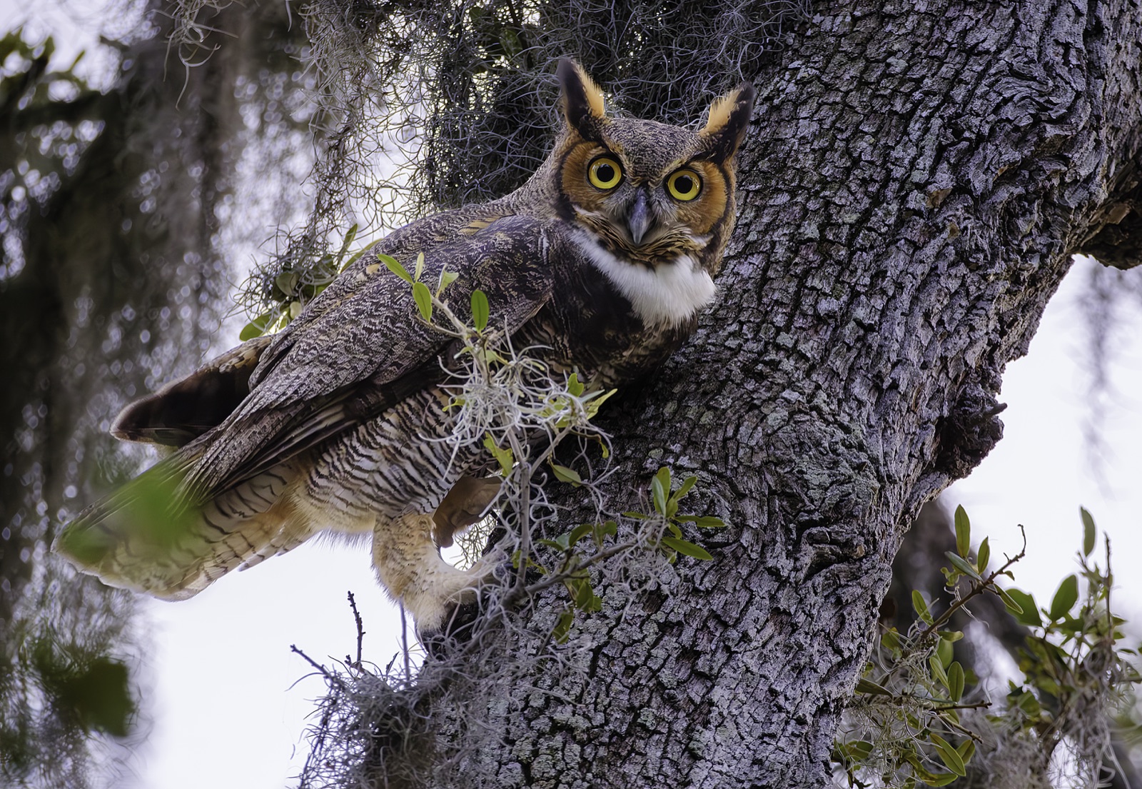 Great Horned Owl against a Furrowed Trunk, Florida — fine art print