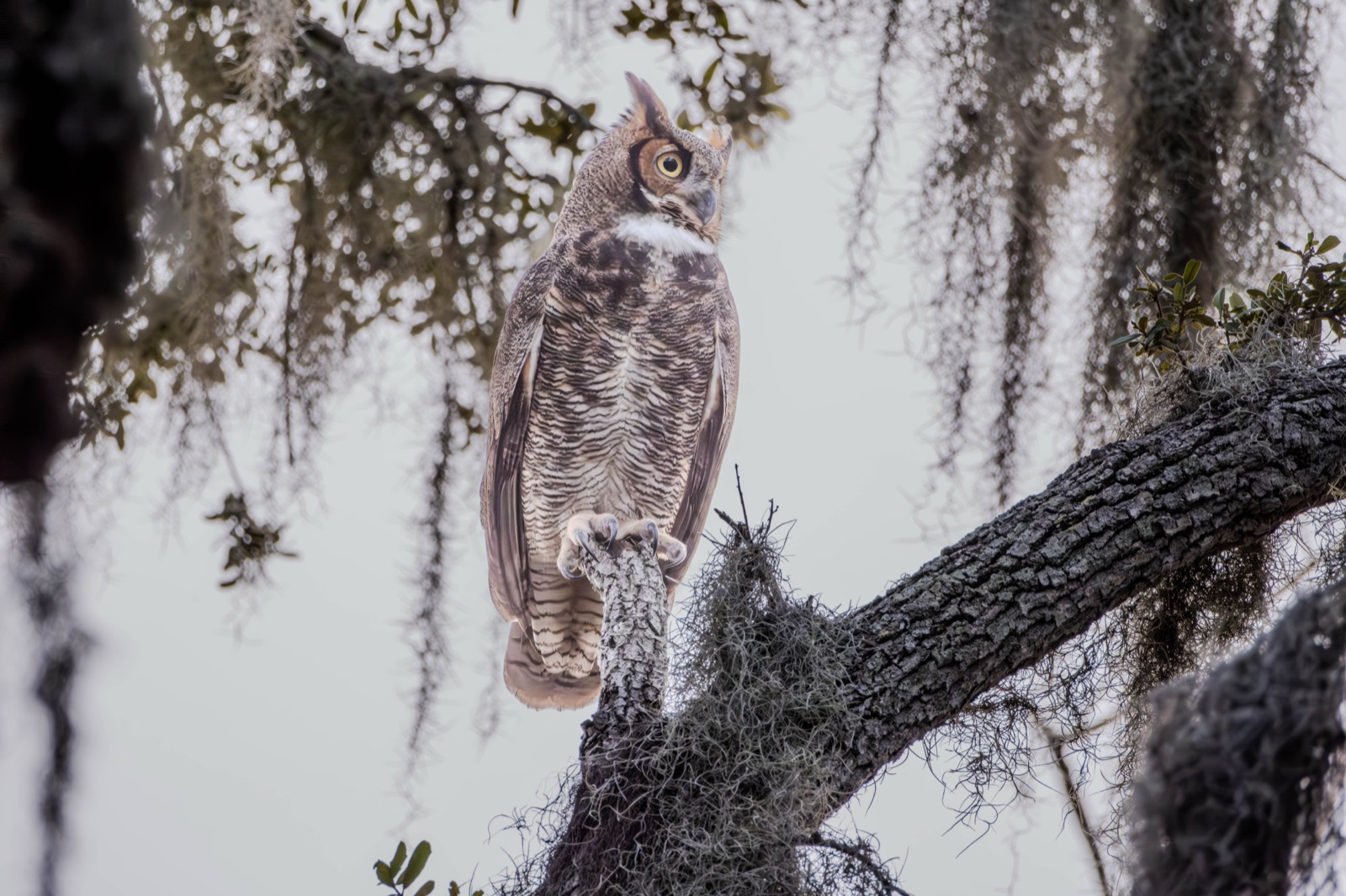 Great Horned Owl under Spanish Moss, Florida — fine art print