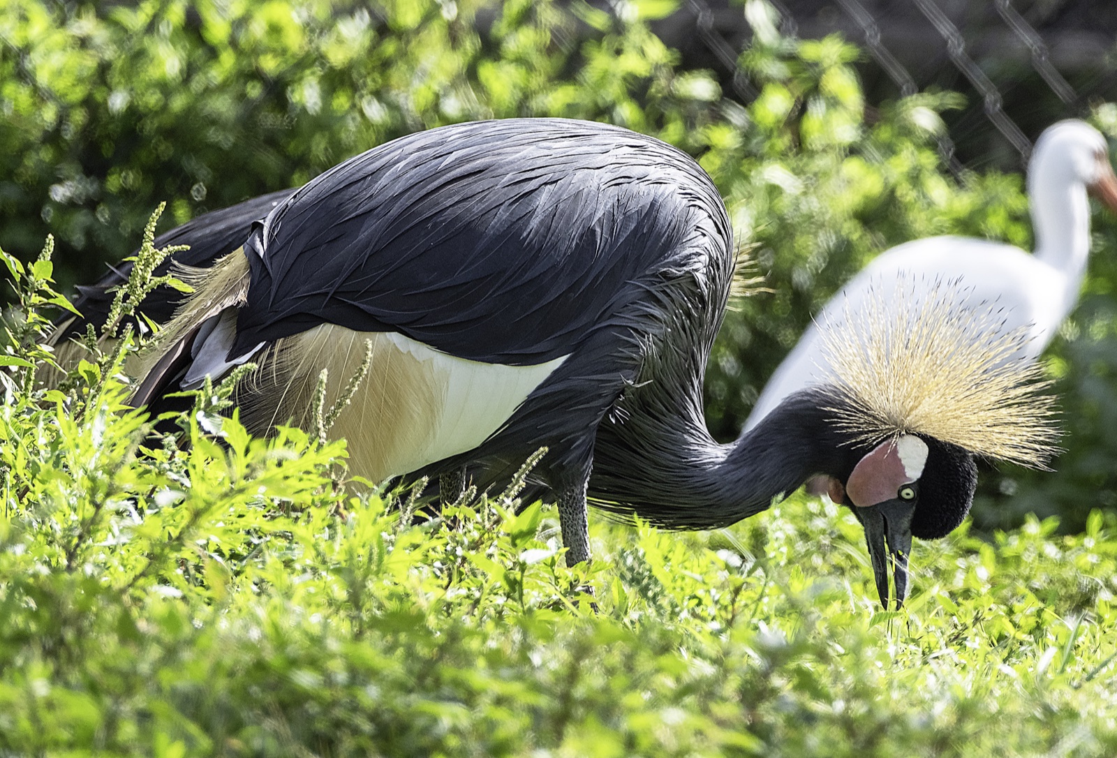 Crowned Crane Foraging by a Wire Fence, Florida — fine art print