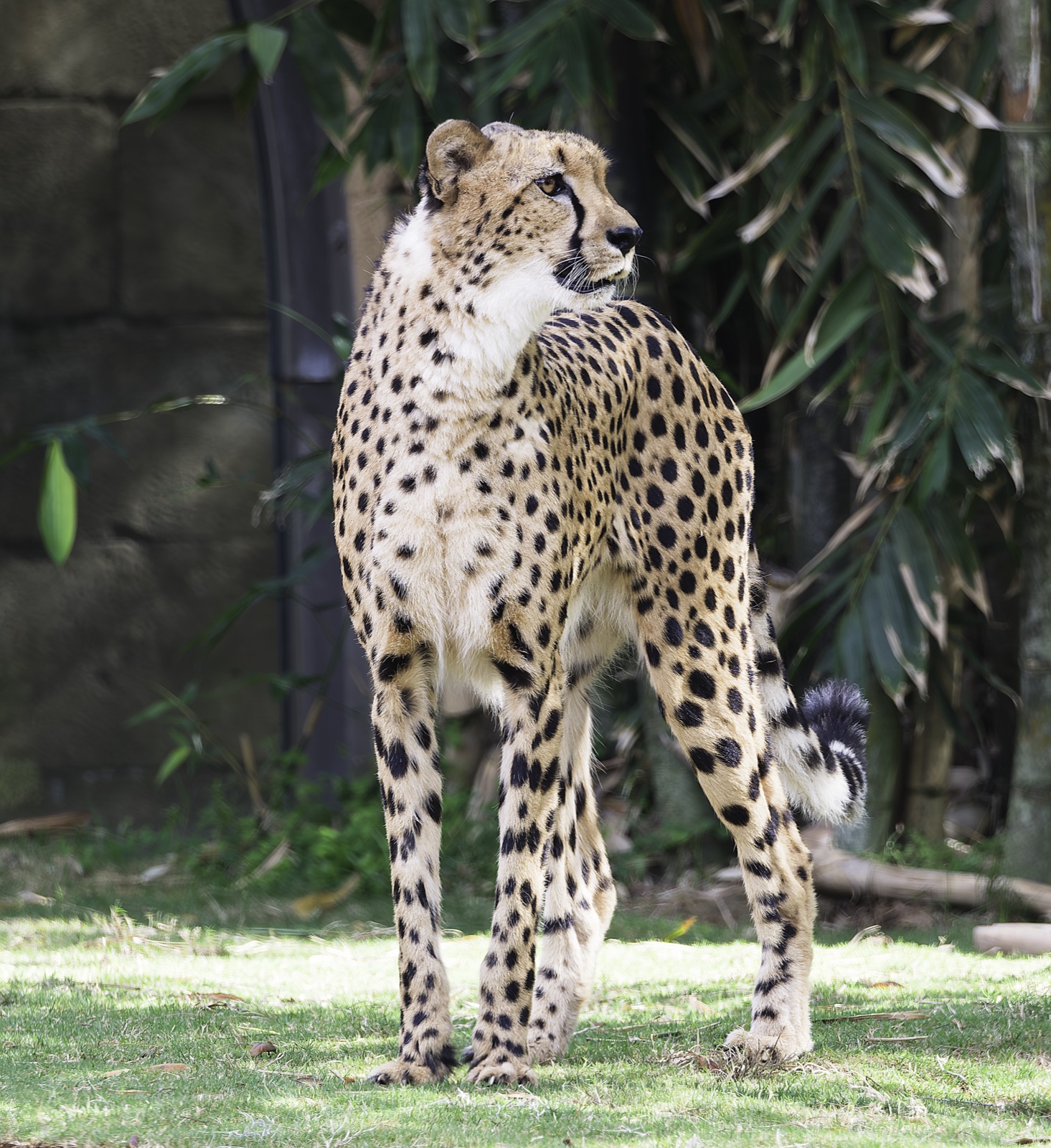 Cheetah on Grass beside a Stone Wall, Florida — fine art print