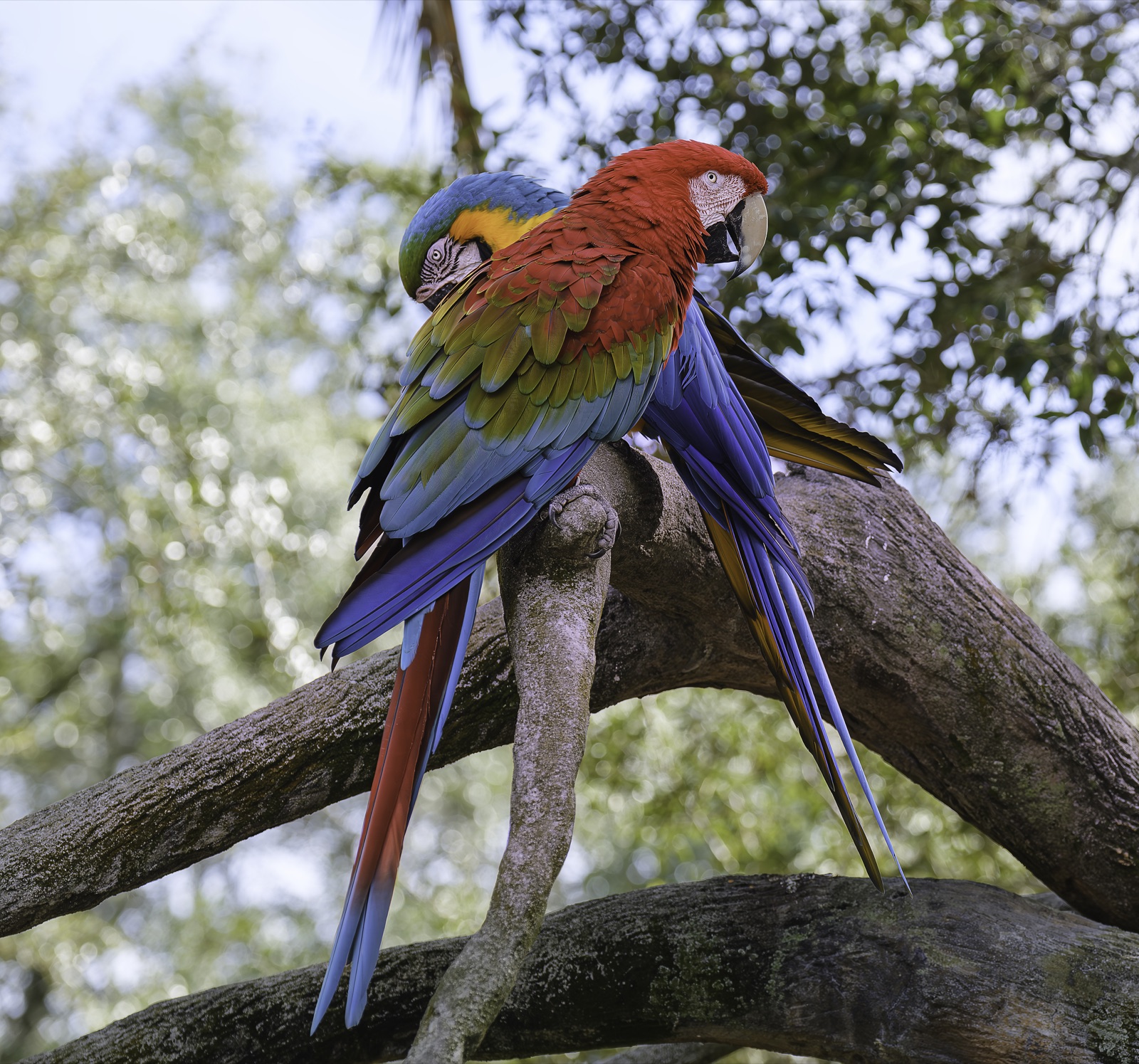 Two Macaws Preening on a Thick Limb, Florida — fine art print