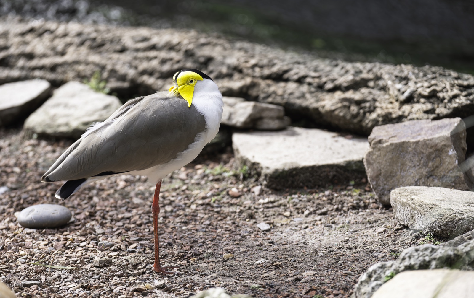 Masked Lapwing on Gravel among Rocks, Florida — fine art print