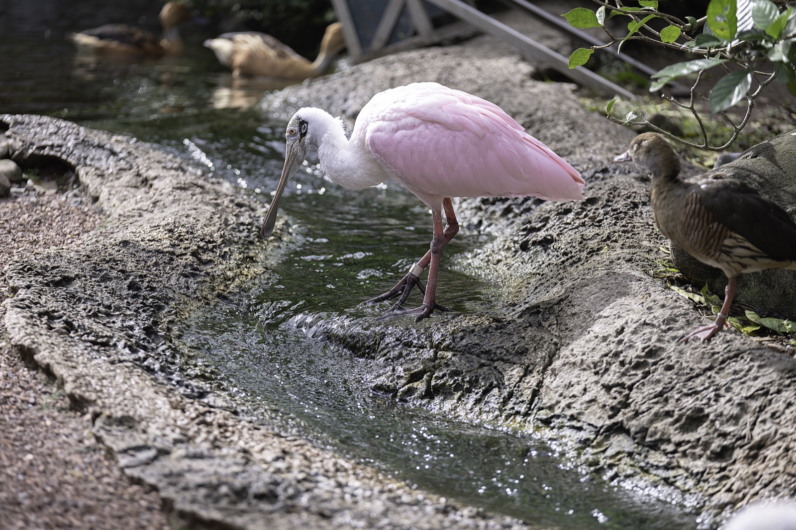 Roseate Spoonbill Foraging among Wet Rocks, Florida — fine art print