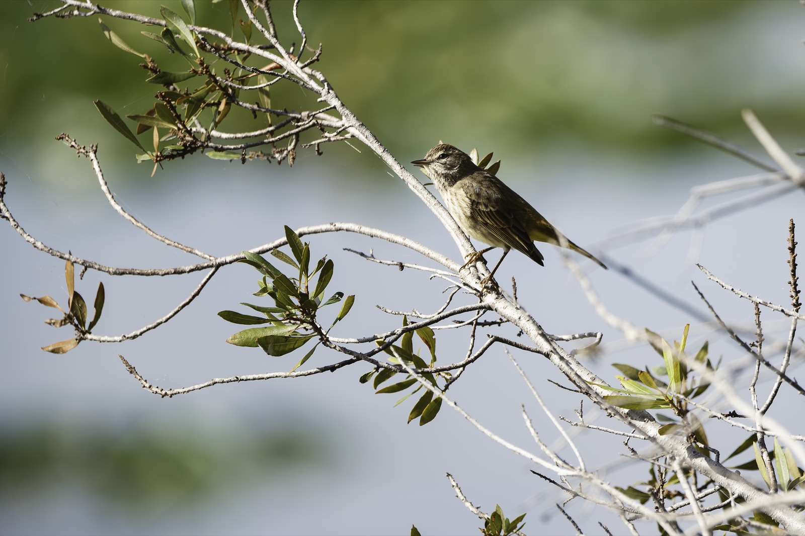 Streaked Bird on a Pale Branch, Florida — fine art print