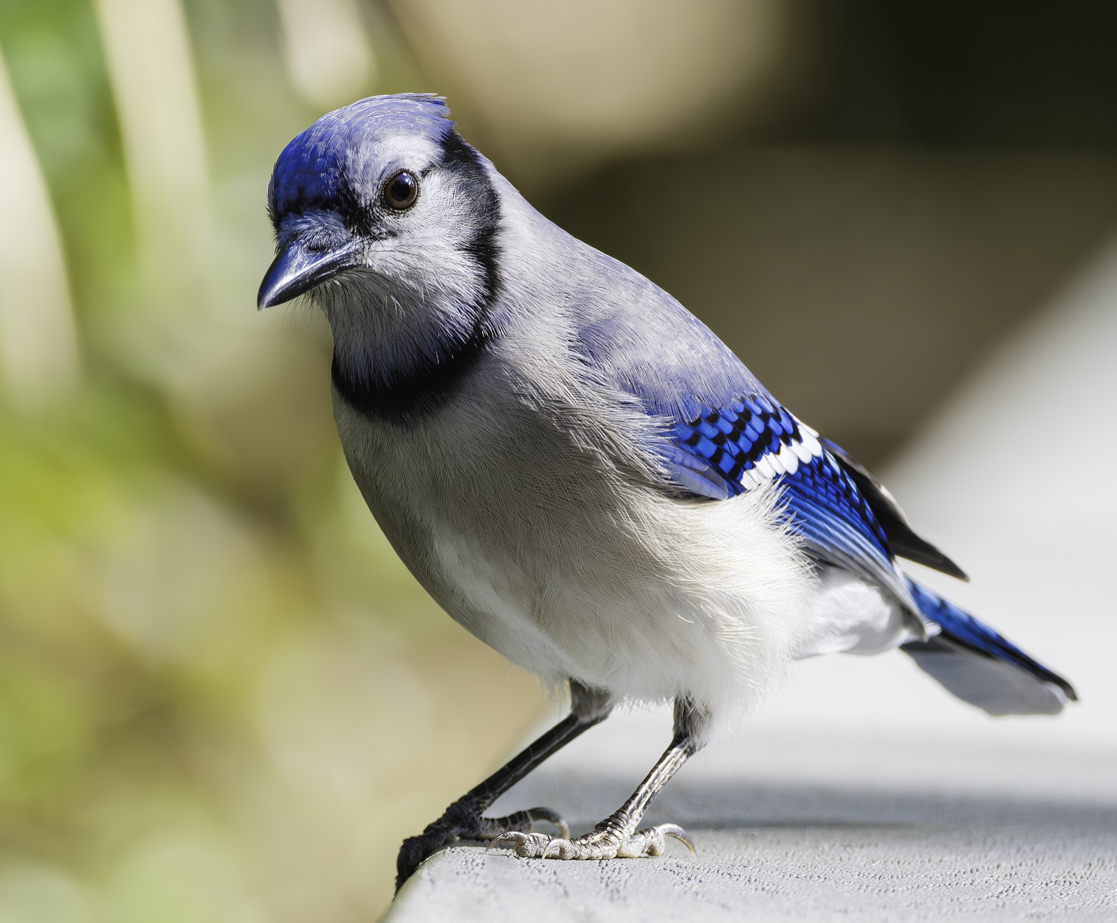 Blue Jay on a Gray Ledge, Florida — fine art print