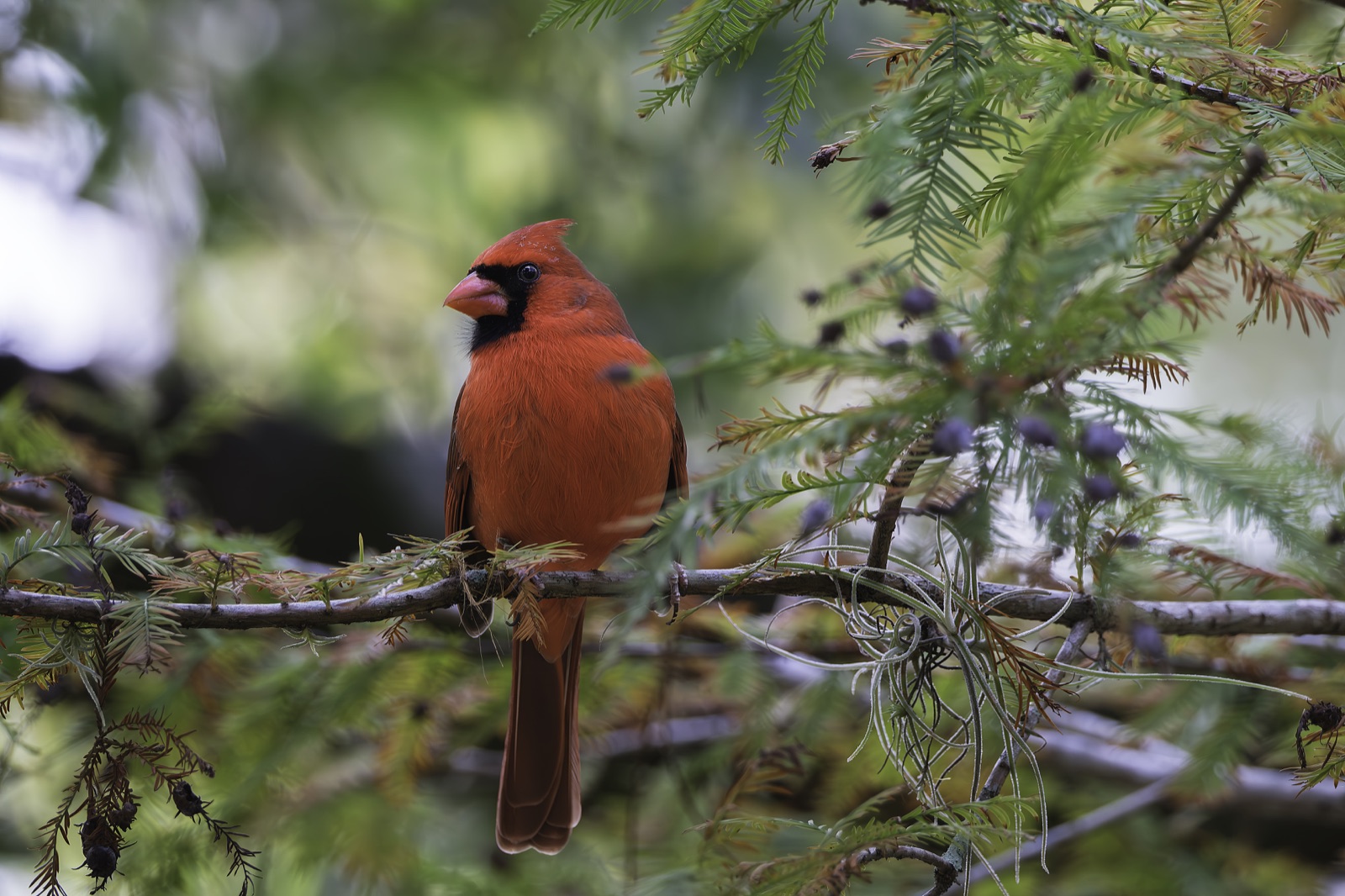 Northern Cardinal among Cypress and Moss, Florida — fine art print