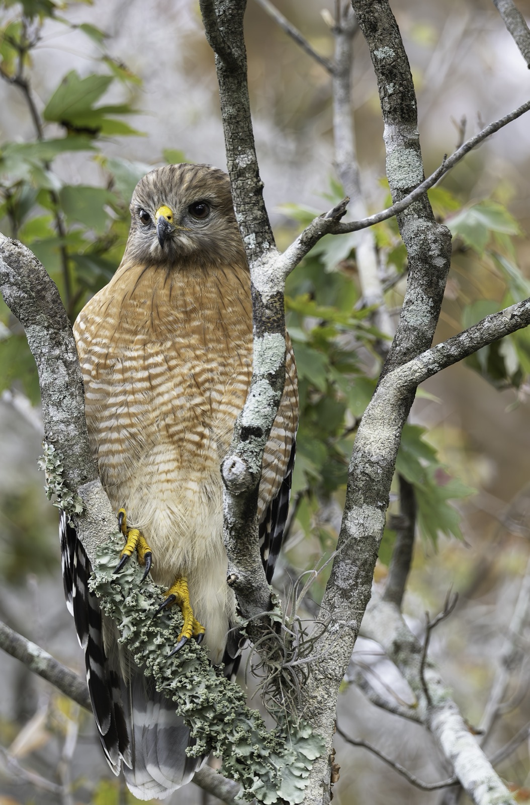 Red-shouldered Hawk on a Lichen-Covered Branch, Florida — fine art print