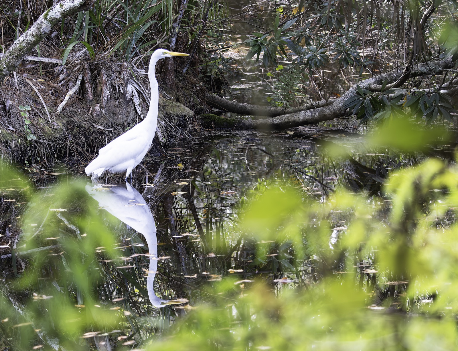 Great Egret Reflected beyond Green Leaves, Florida — fine art print