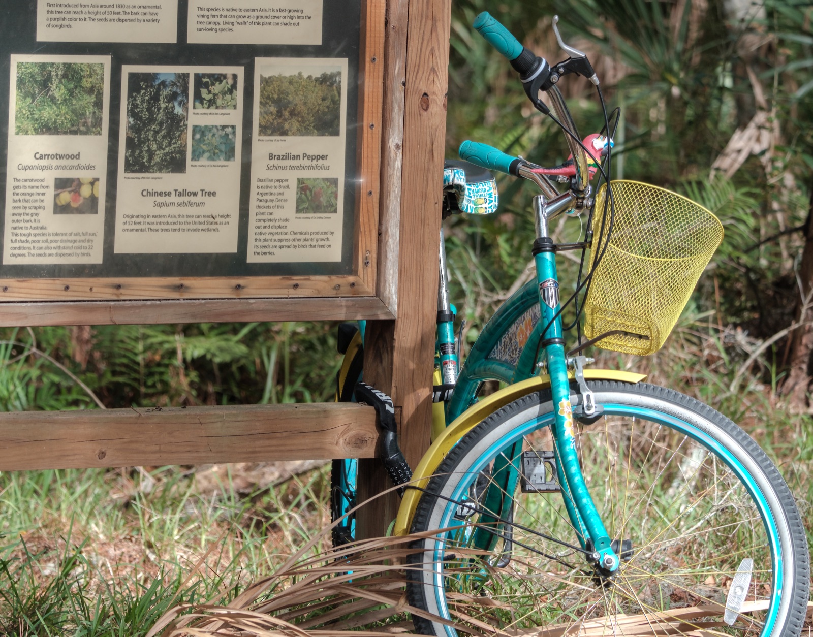 Teal Bicycle Locked beside a Wooden Sign, Florida — fine art print
