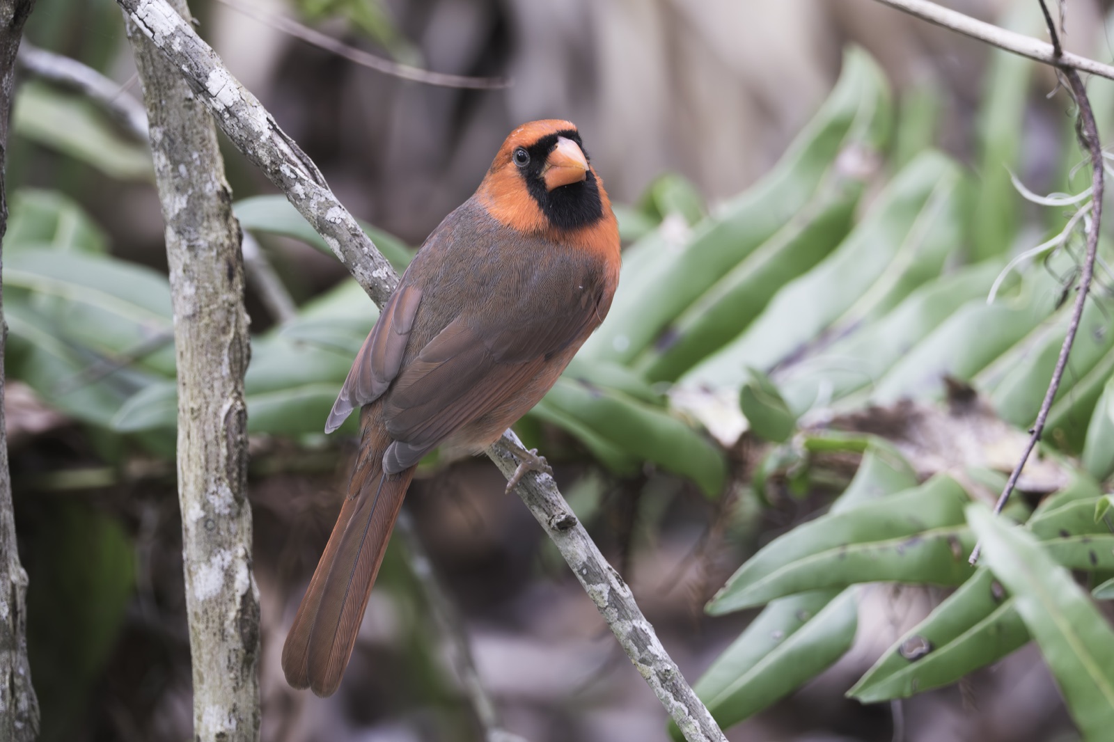 Northern Cardinal among Green Ferns
