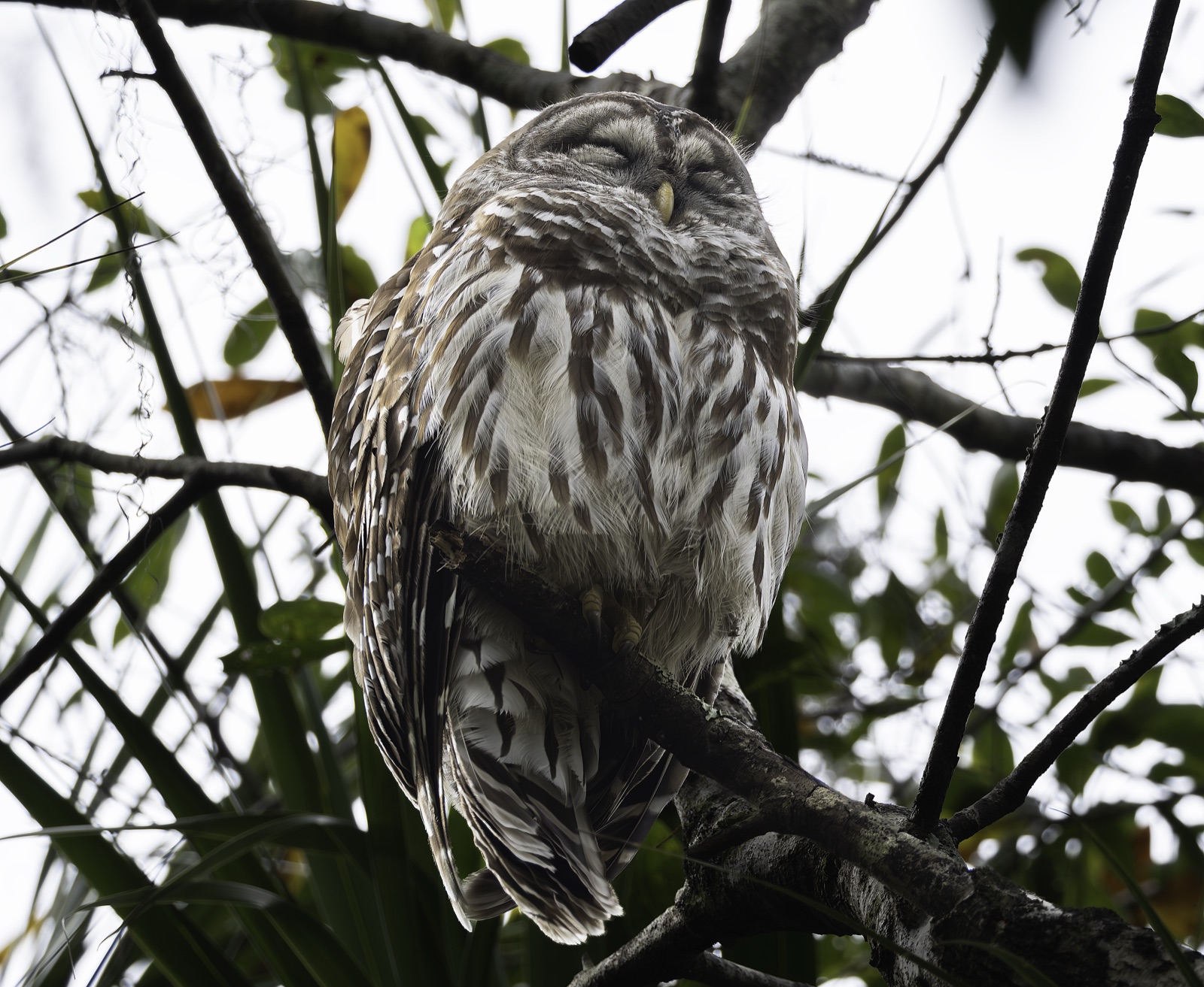 Sleeping Barred Owl on a Tree Limb, Florida — fine art print