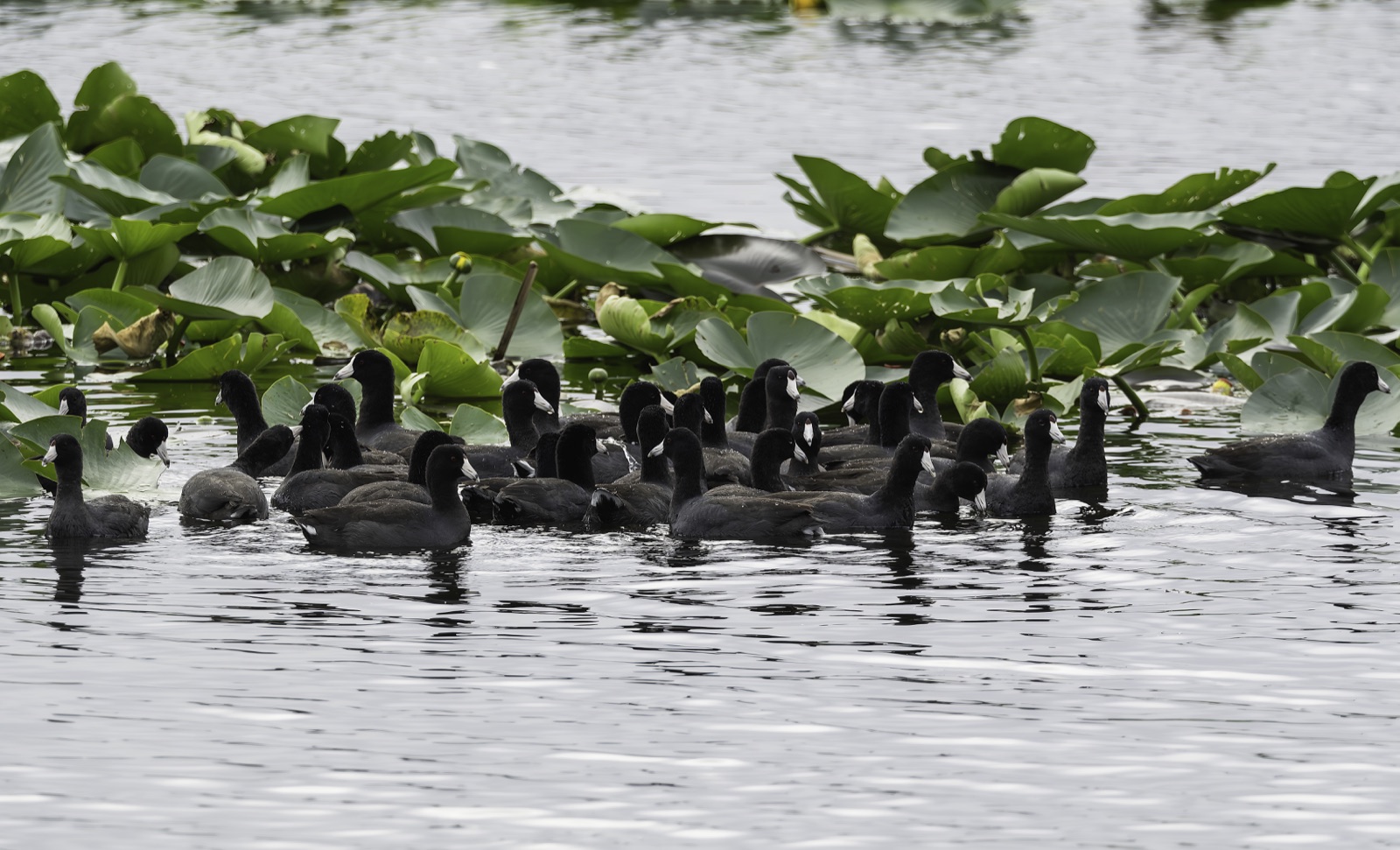 American Coots among Lily Pads, Florida — fine art print