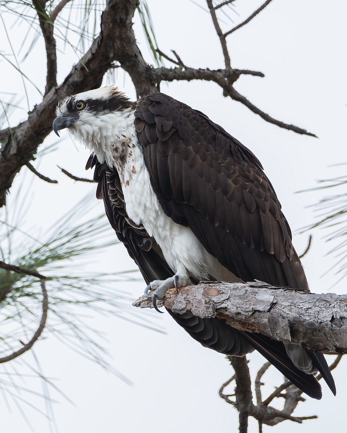 Osprey Perched on a Pine Branch, Florida — fine art print