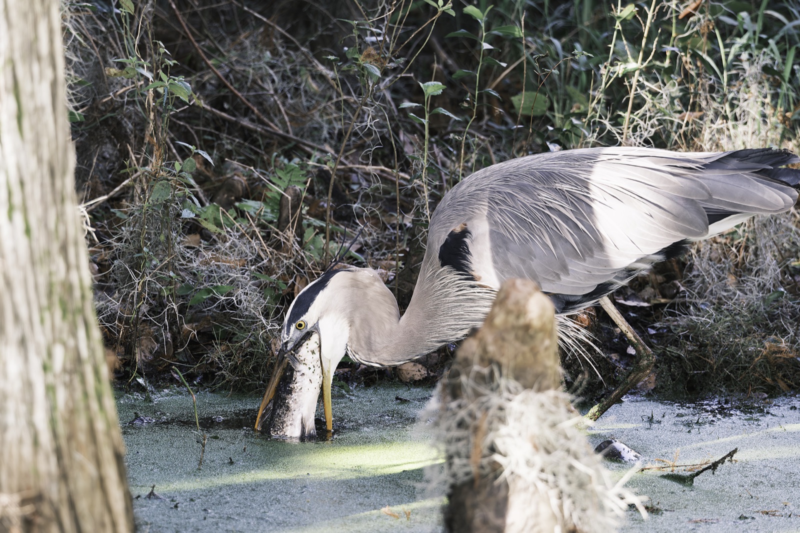 Great Blue Heron with a Fish in Duckweed, Florida — fine art print