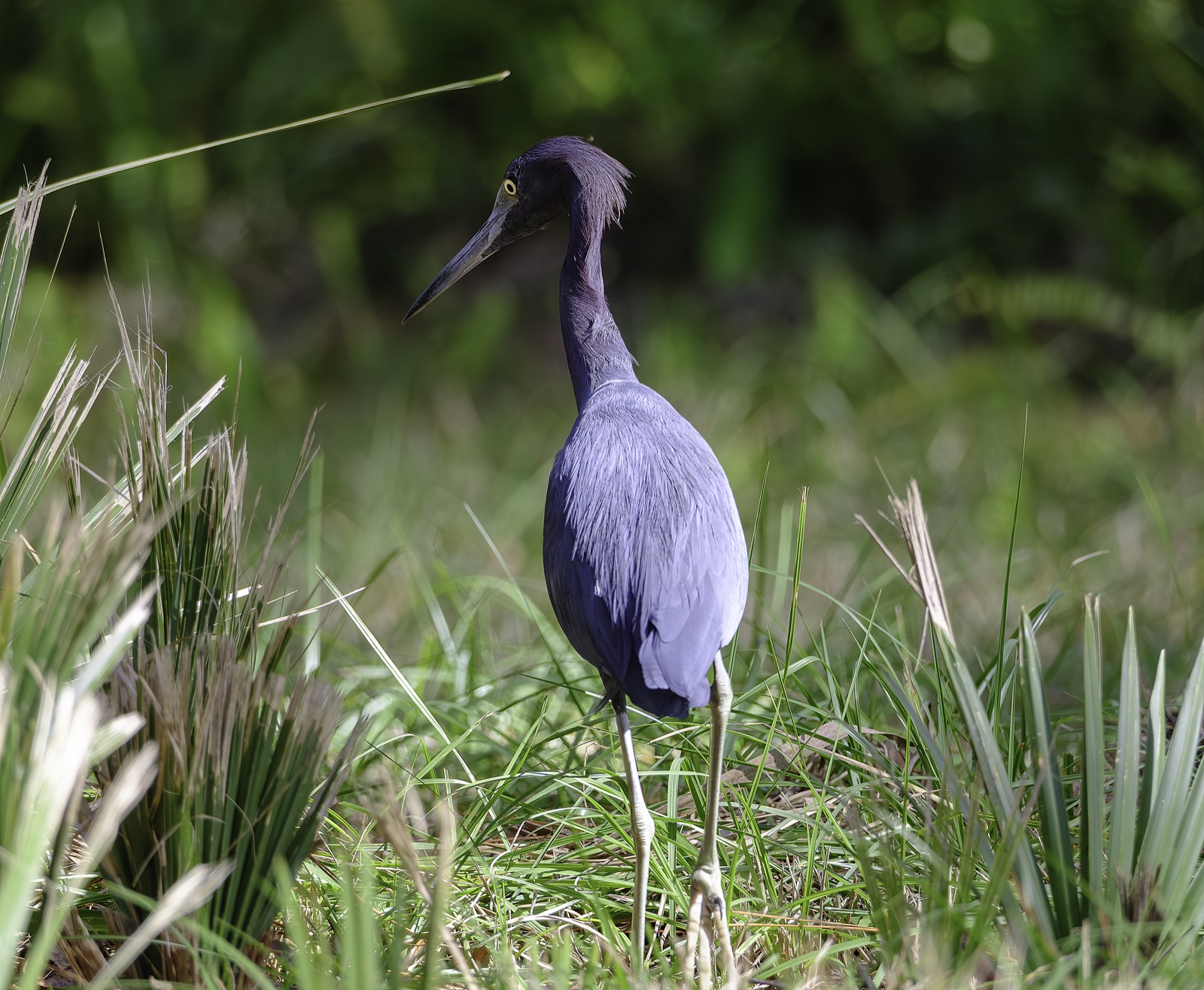 Little Blue Heron among Grass and Palmetto, Florida — fine art print