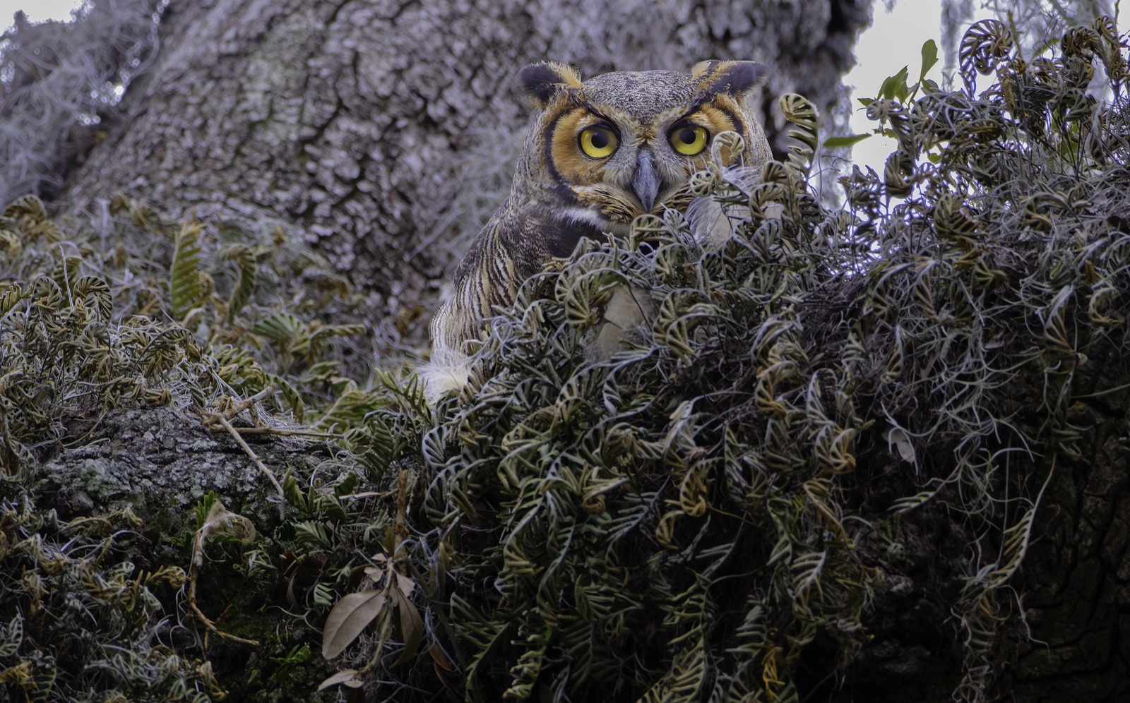 Great Horned Owl among Fern and Moss, Florida — fine art print