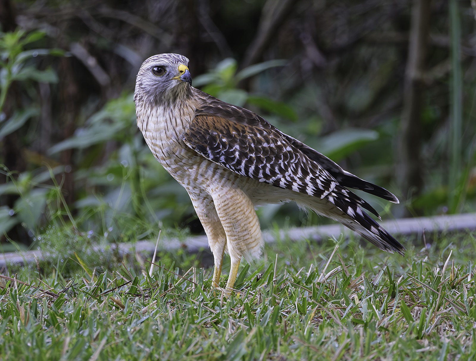 Red-shouldered Hawk Standing in the Grass, Florida — fine art print