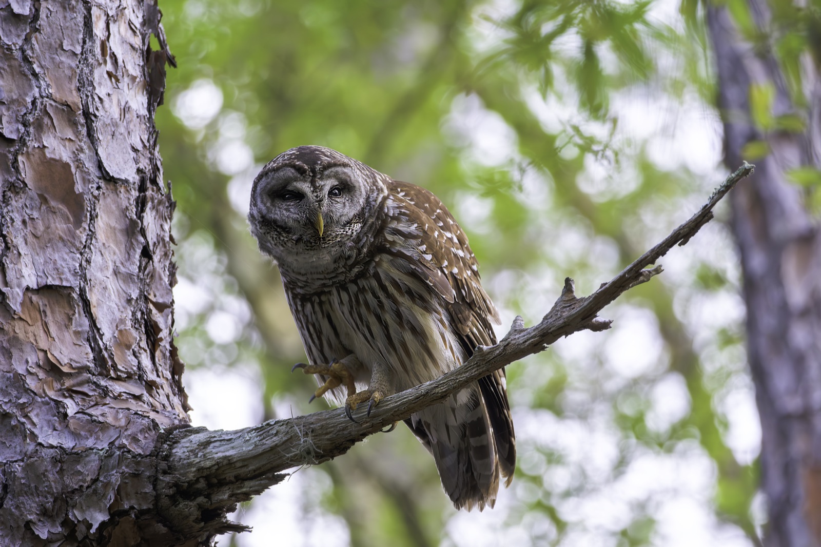 Barred Owl Gripping a Pine Branch, Florida — fine art print