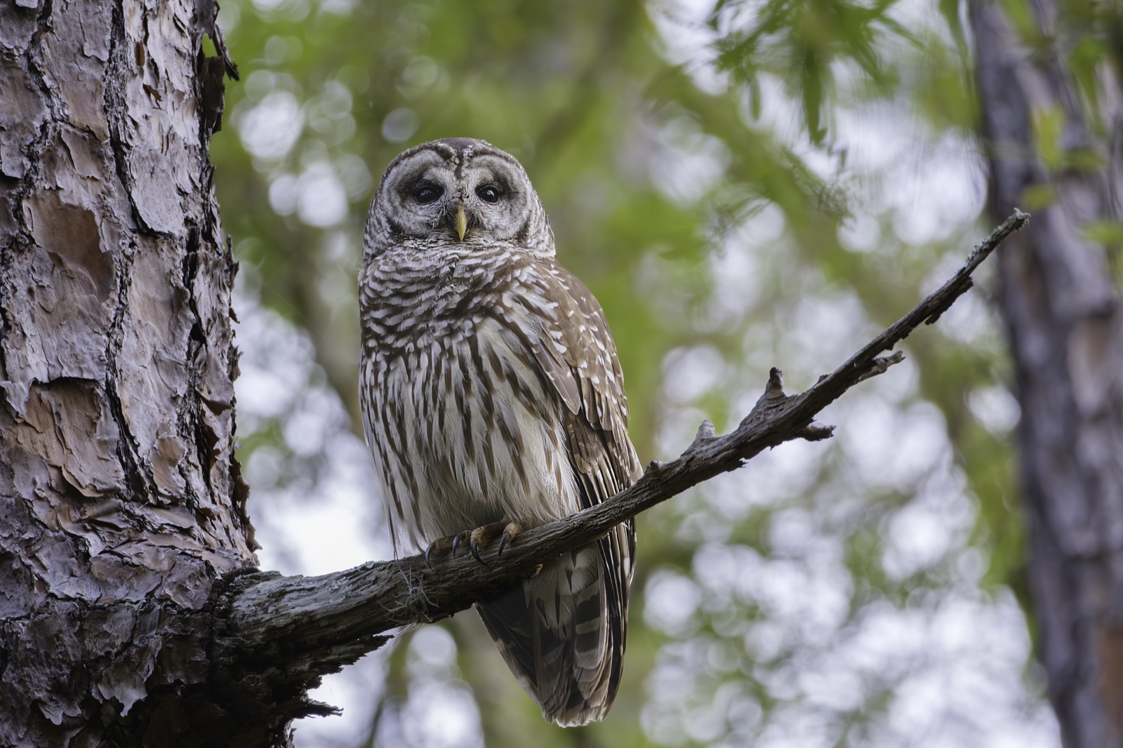 Barred Owl Facing Forward on a Pine Limb, Florida — fine art print