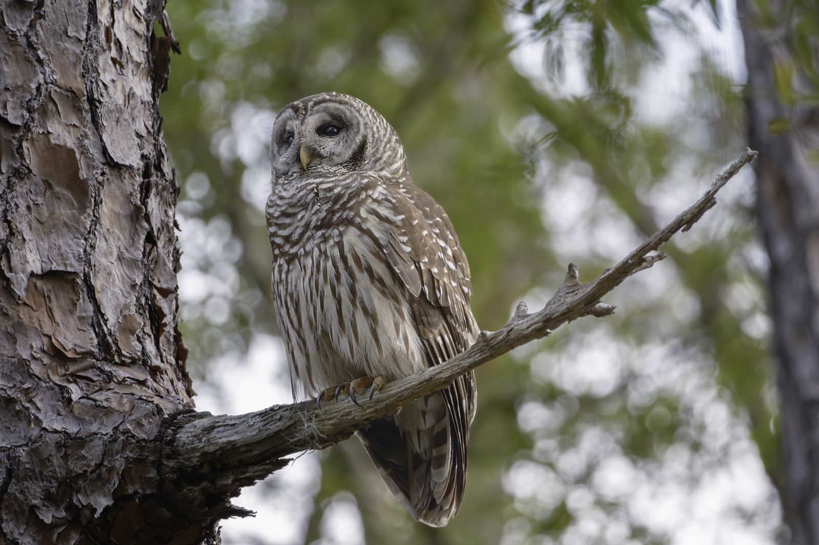 Barred Owl Turned beside a Pine Trunk, Florida — fine art print