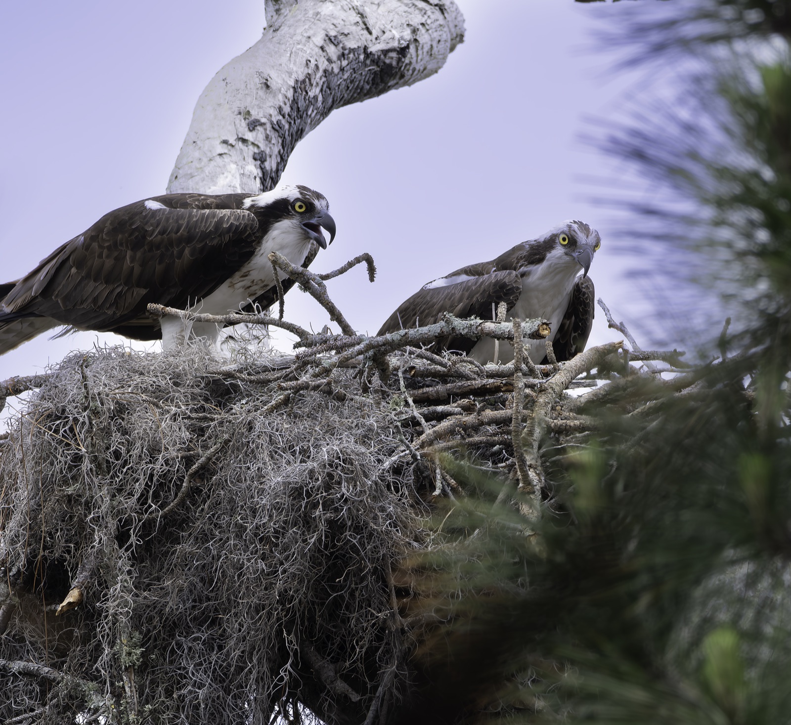 Two Ospreys on a Mossy Stick Nest, Florida — fine art print