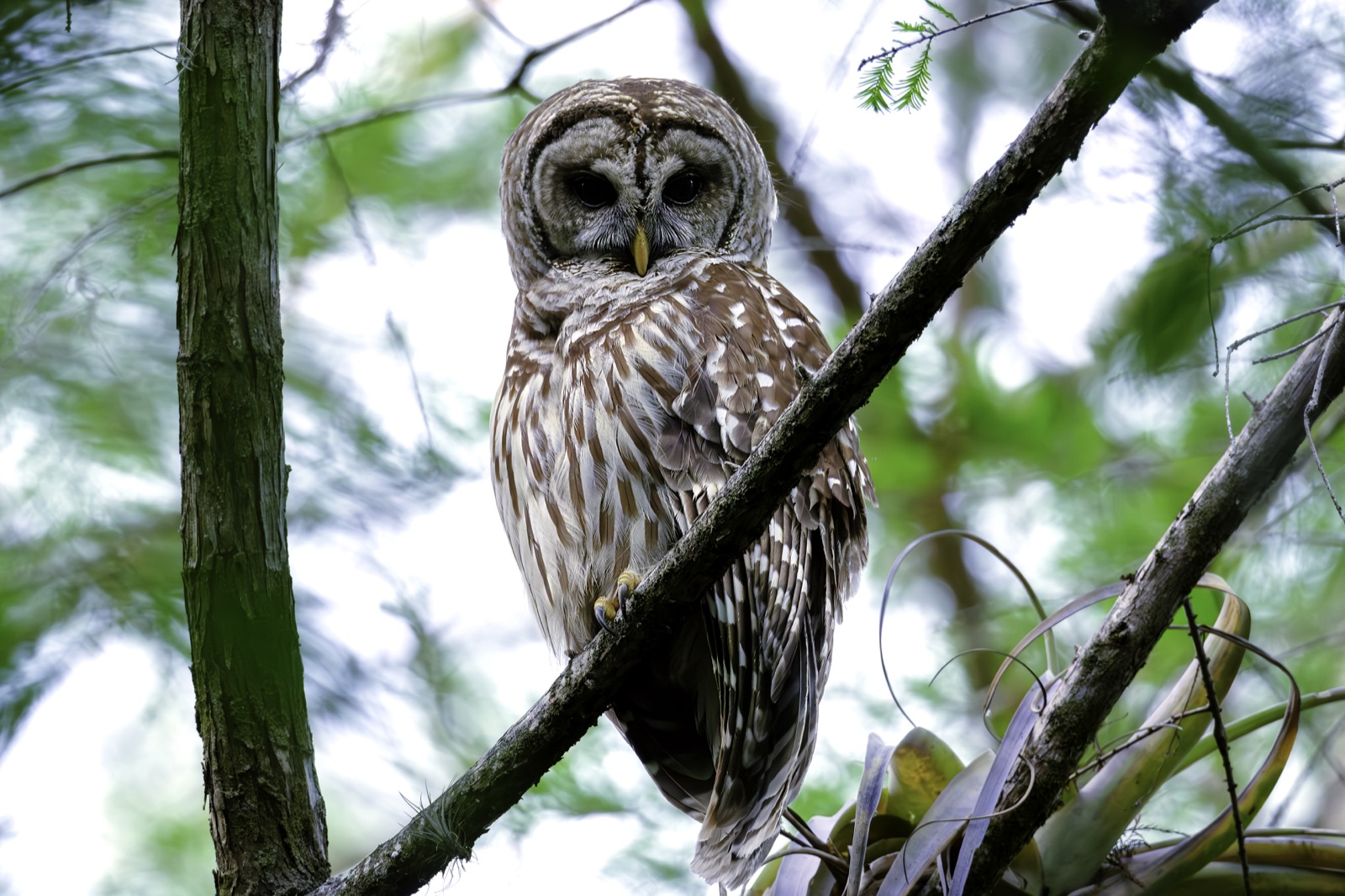 Barred Owl on a Slanted Branch, Florida — fine art print