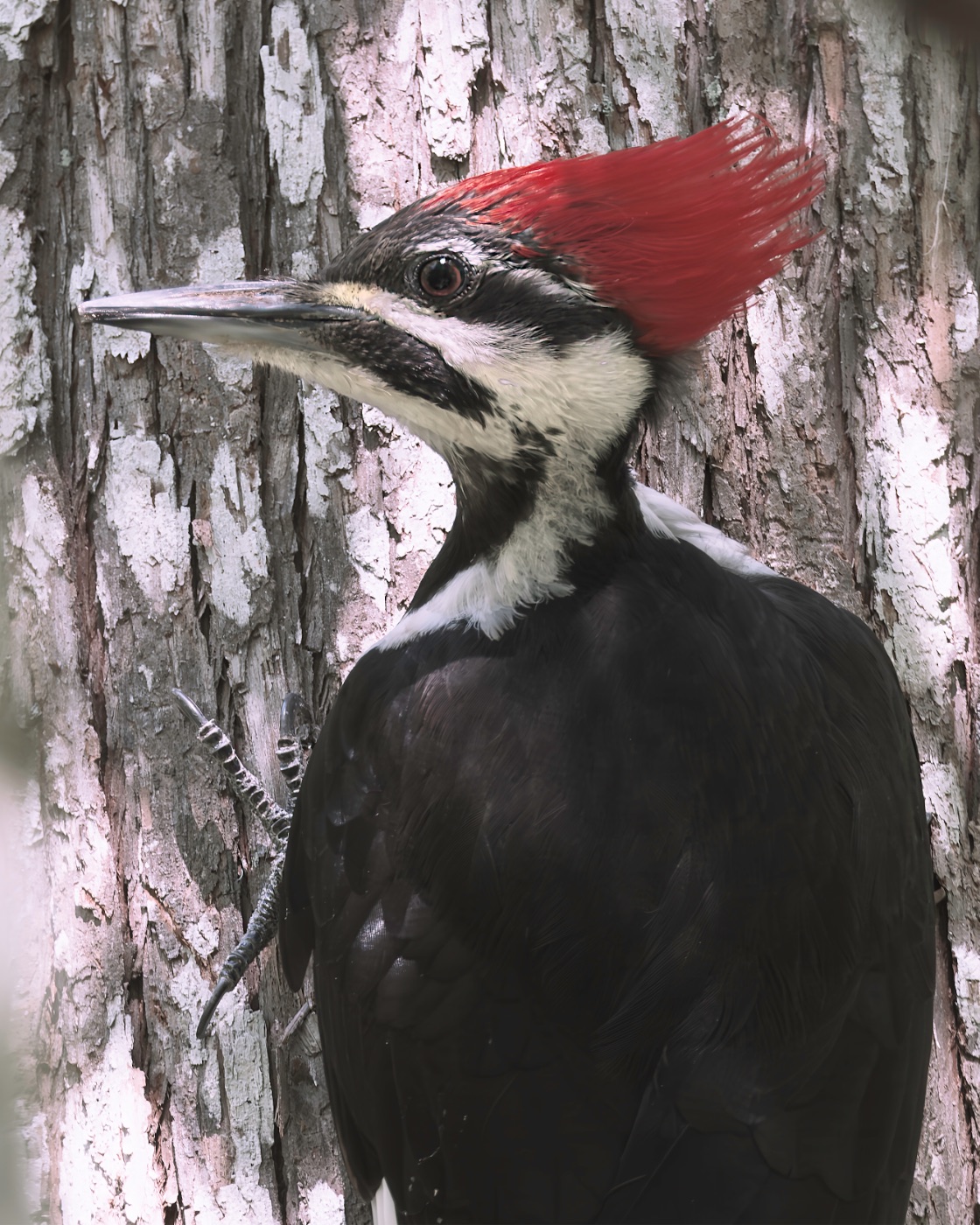 Pileated Woodpecker against a Rough Trunk, Florida — fine art print