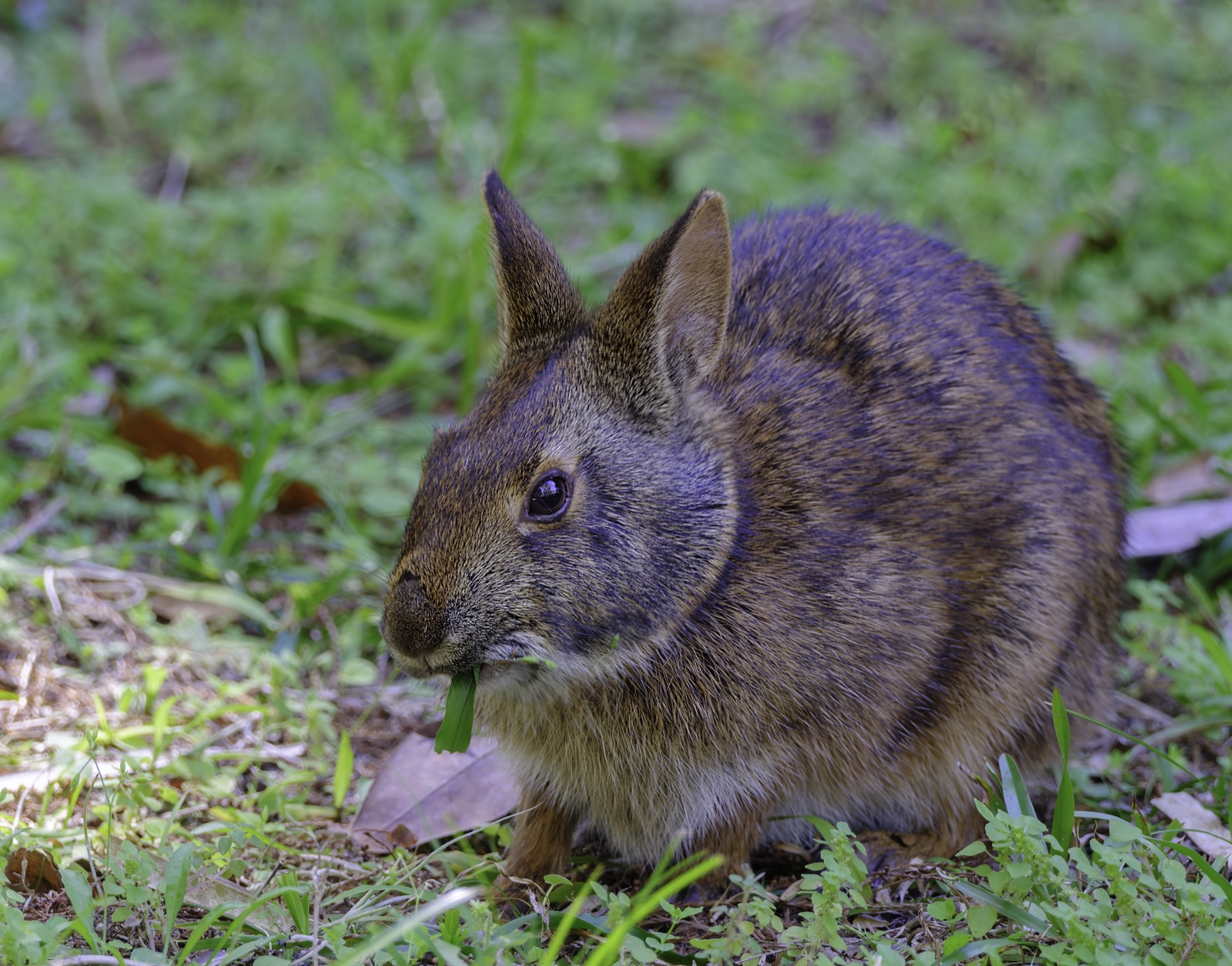 Rabbit Grazing in Green Grass, Florida — fine art print