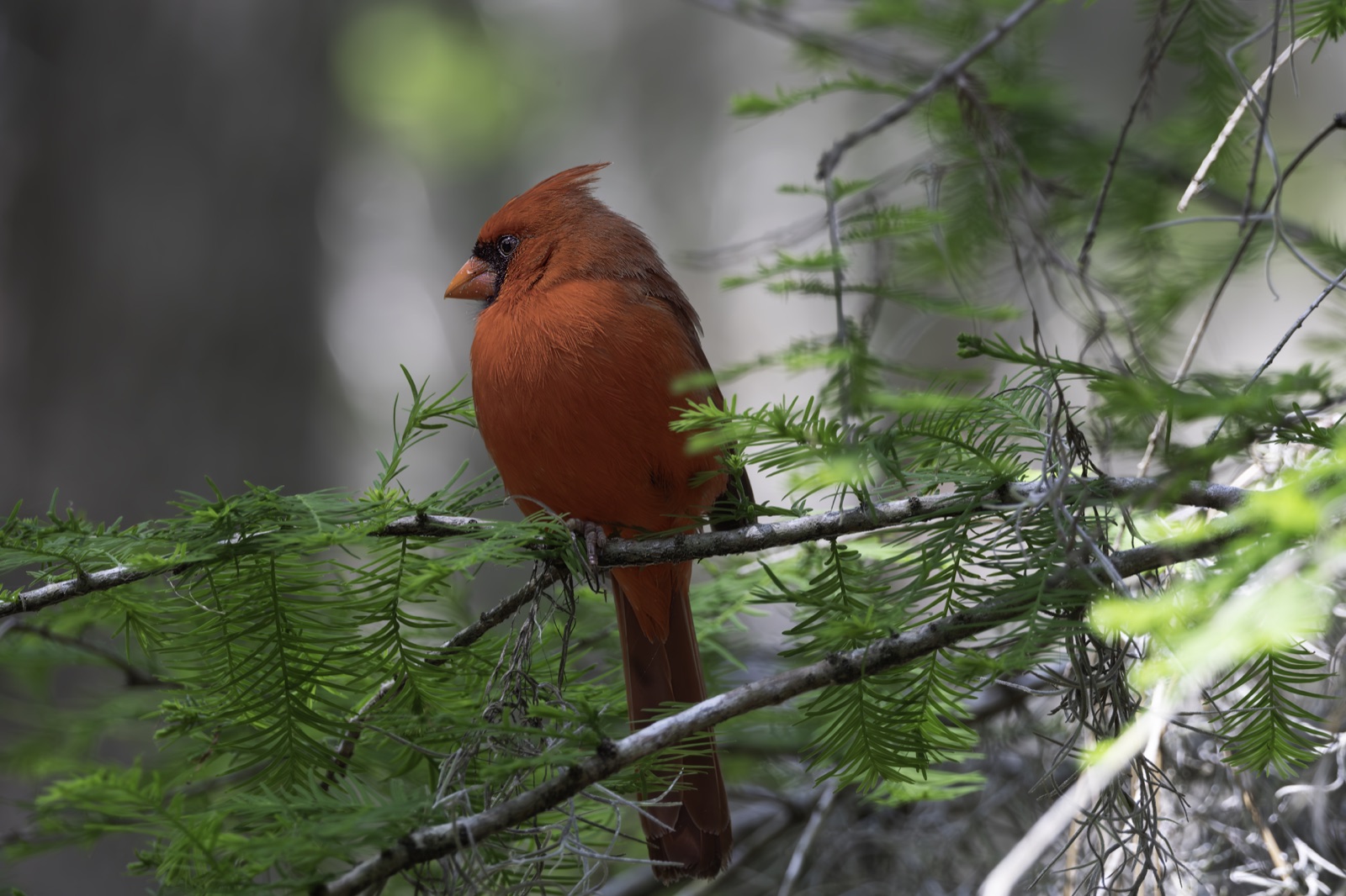 Northern Cardinal among Bright Green Needles, Florida — fine art print