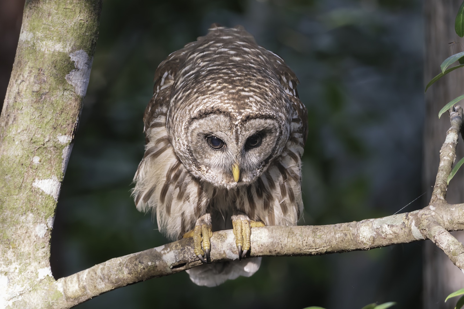 Barred Owl Leaning on a Lichen-Covered Branch, Florida — fine art print