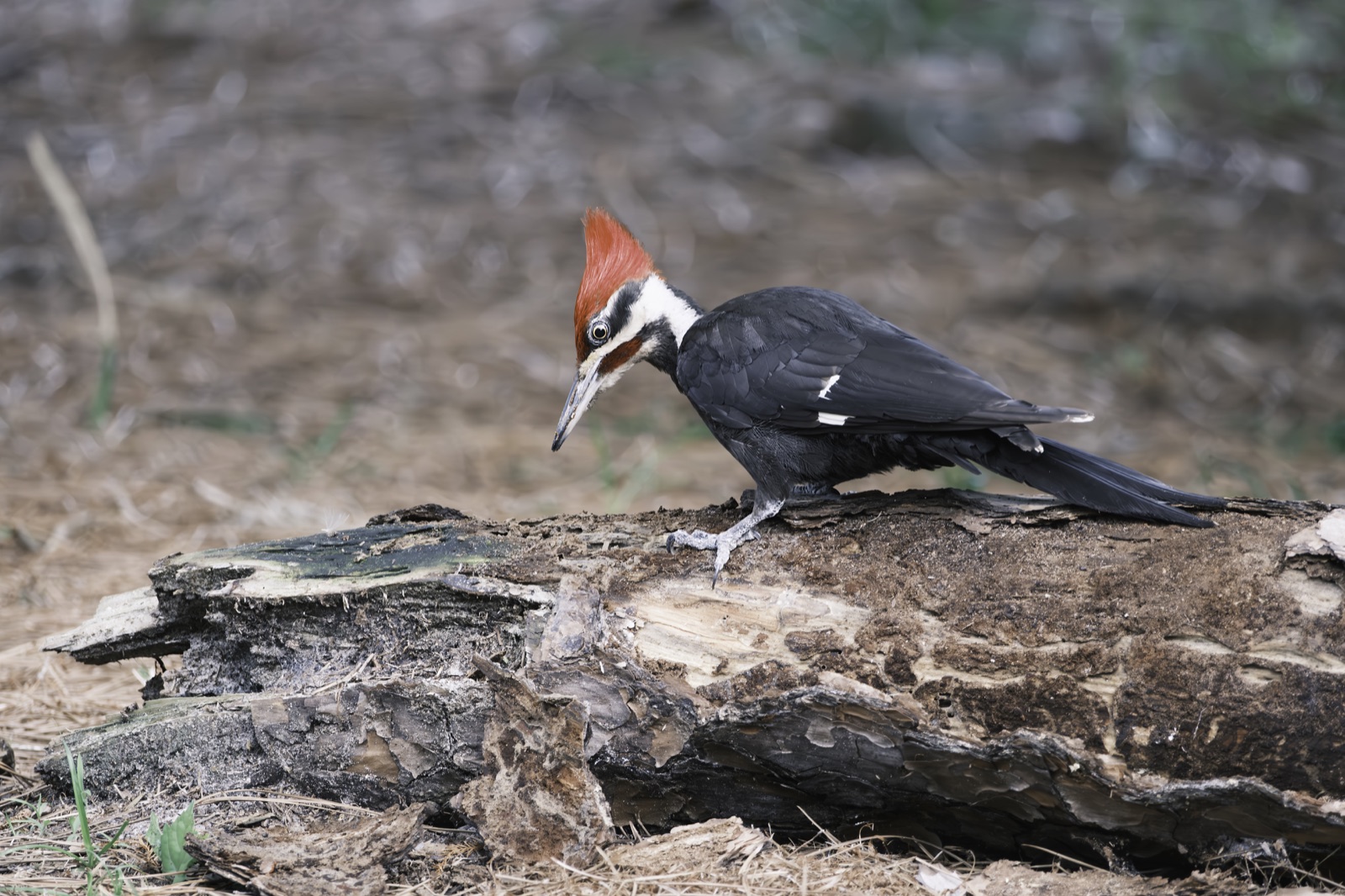 Pileated Woodpecker on a Fallen Log, Florida — fine art print