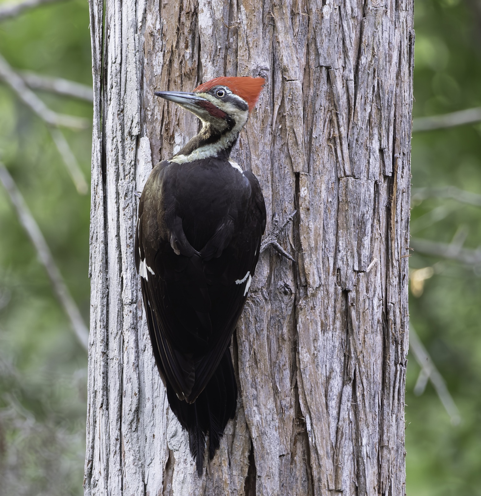 Pileated Woodpecker on a Peeling Trunk, Florida — fine art print