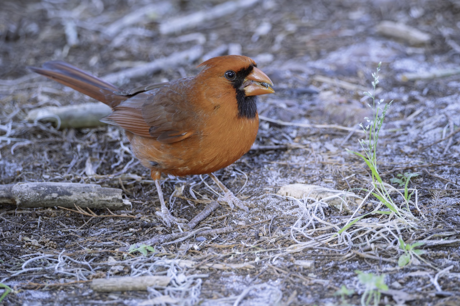 Northern Cardinal on the Needle-strewn Ground, Florida — fine art print
