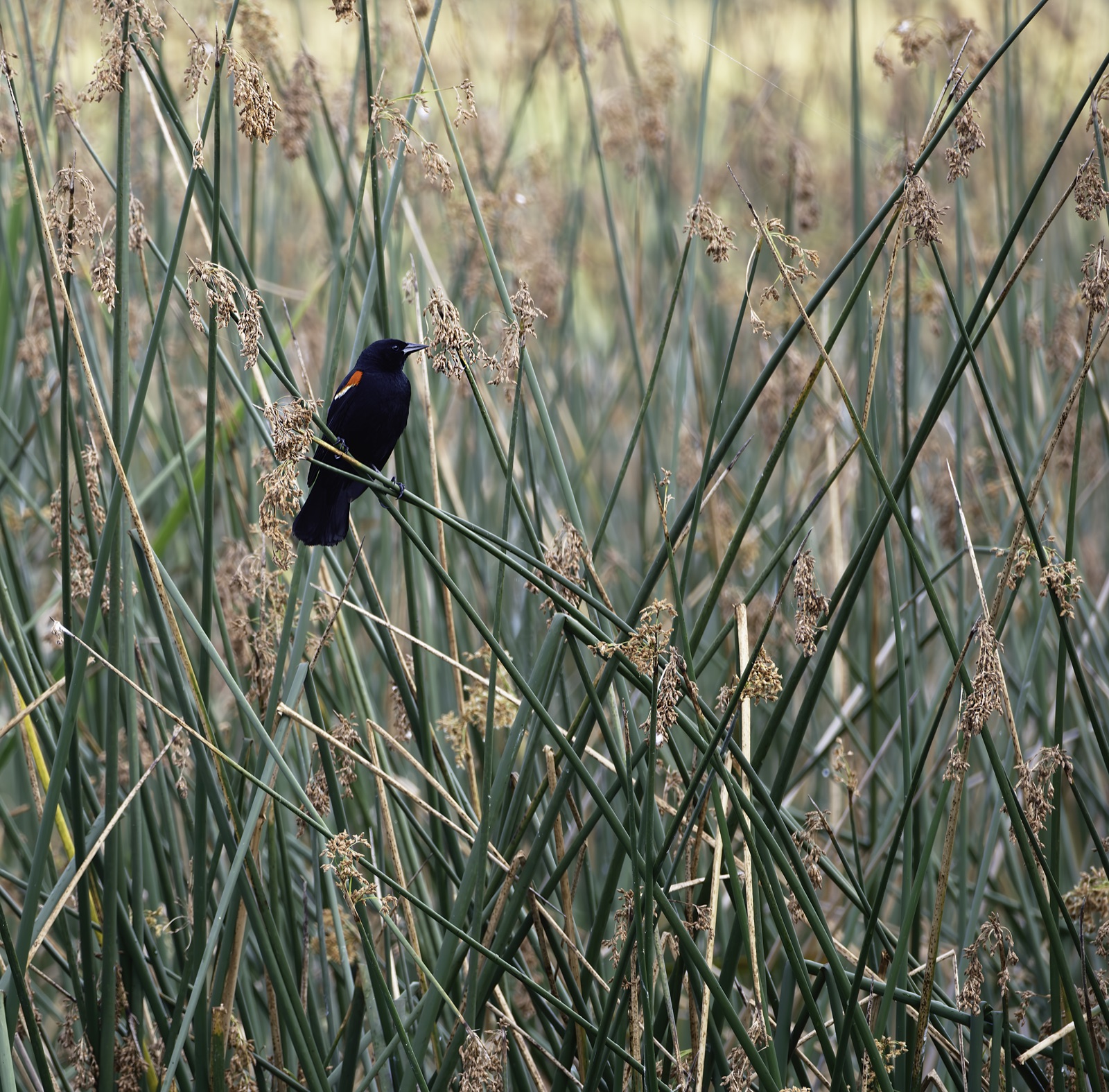 Red-winged Blackbird among Marsh Reeds, Florida — fine art print