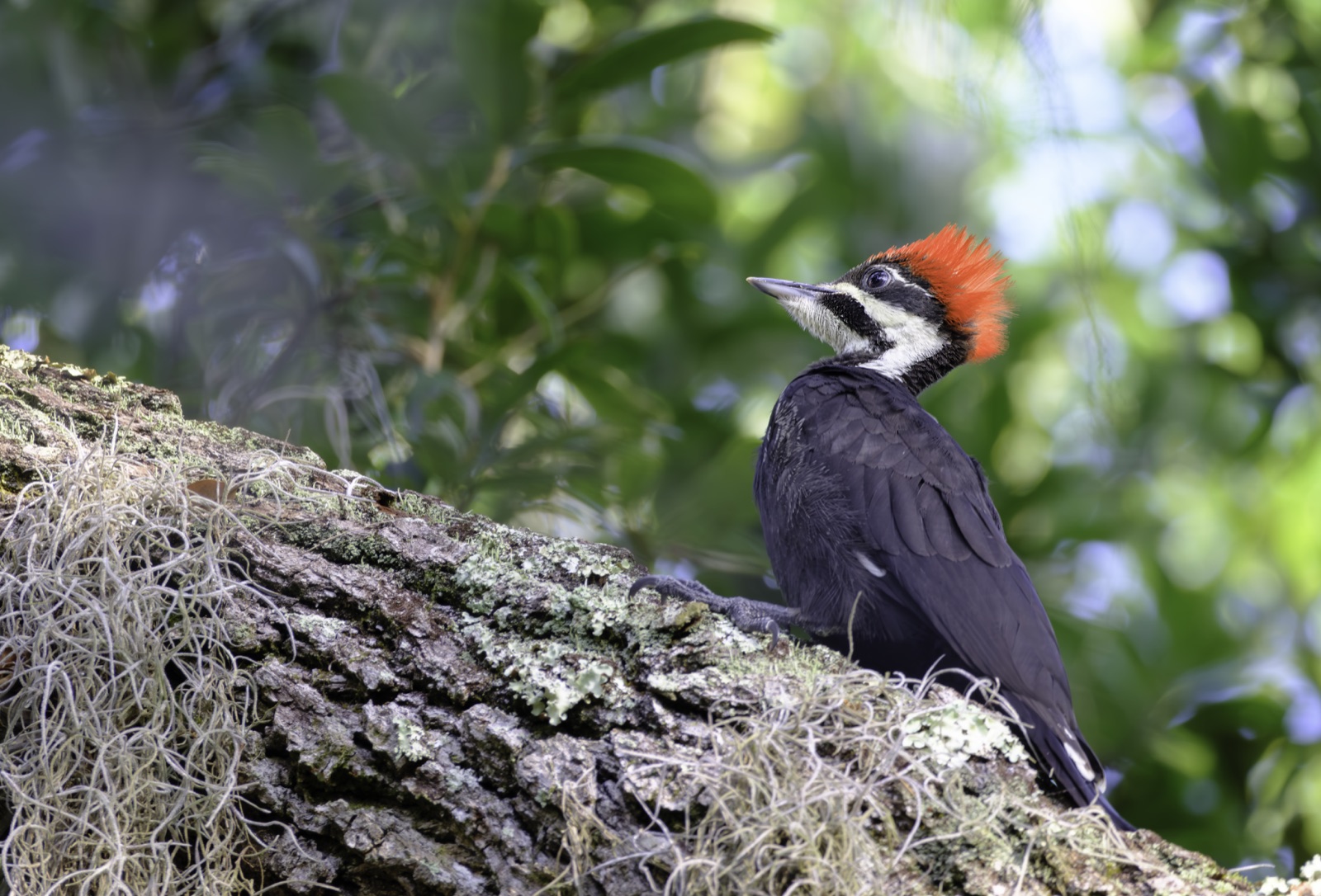 Pileated Woodpecker on a Mossy Limb, Florida — fine art print