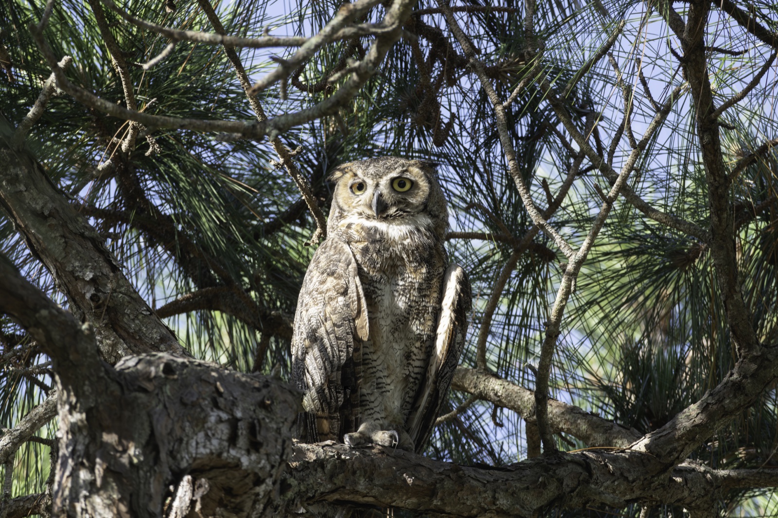 Great Horned Owl among Pine Branches, Florida — fine art print