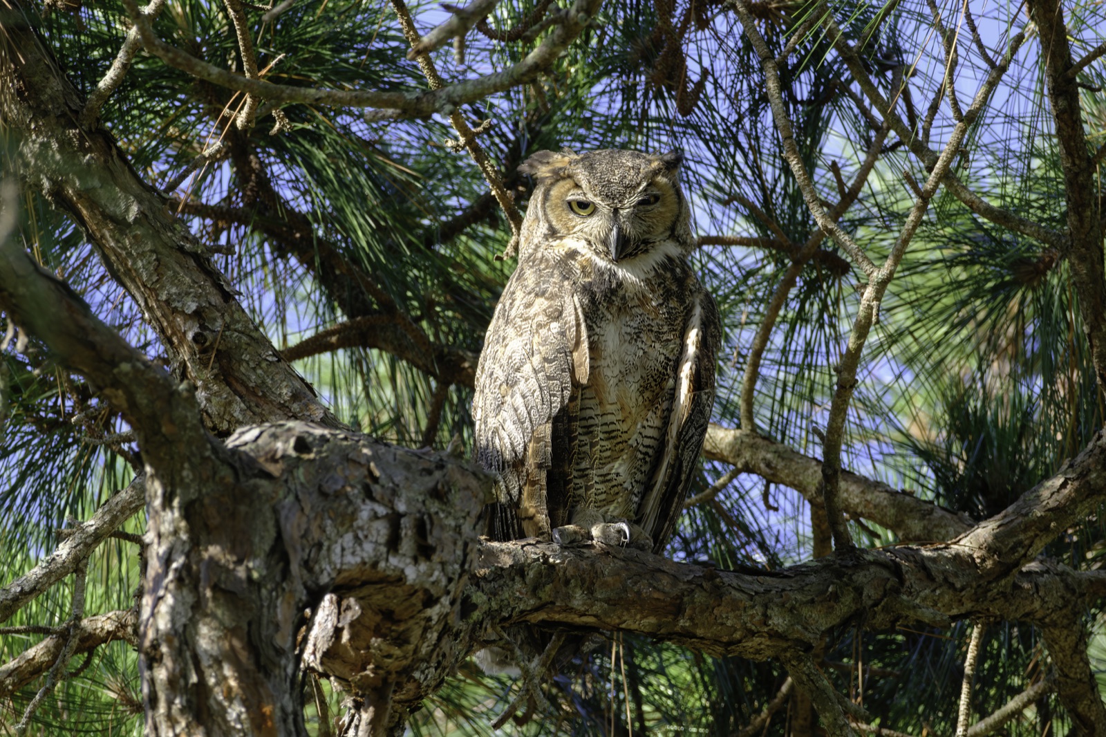 Great Horned Owl on a Pine Branch, Florida — fine art print