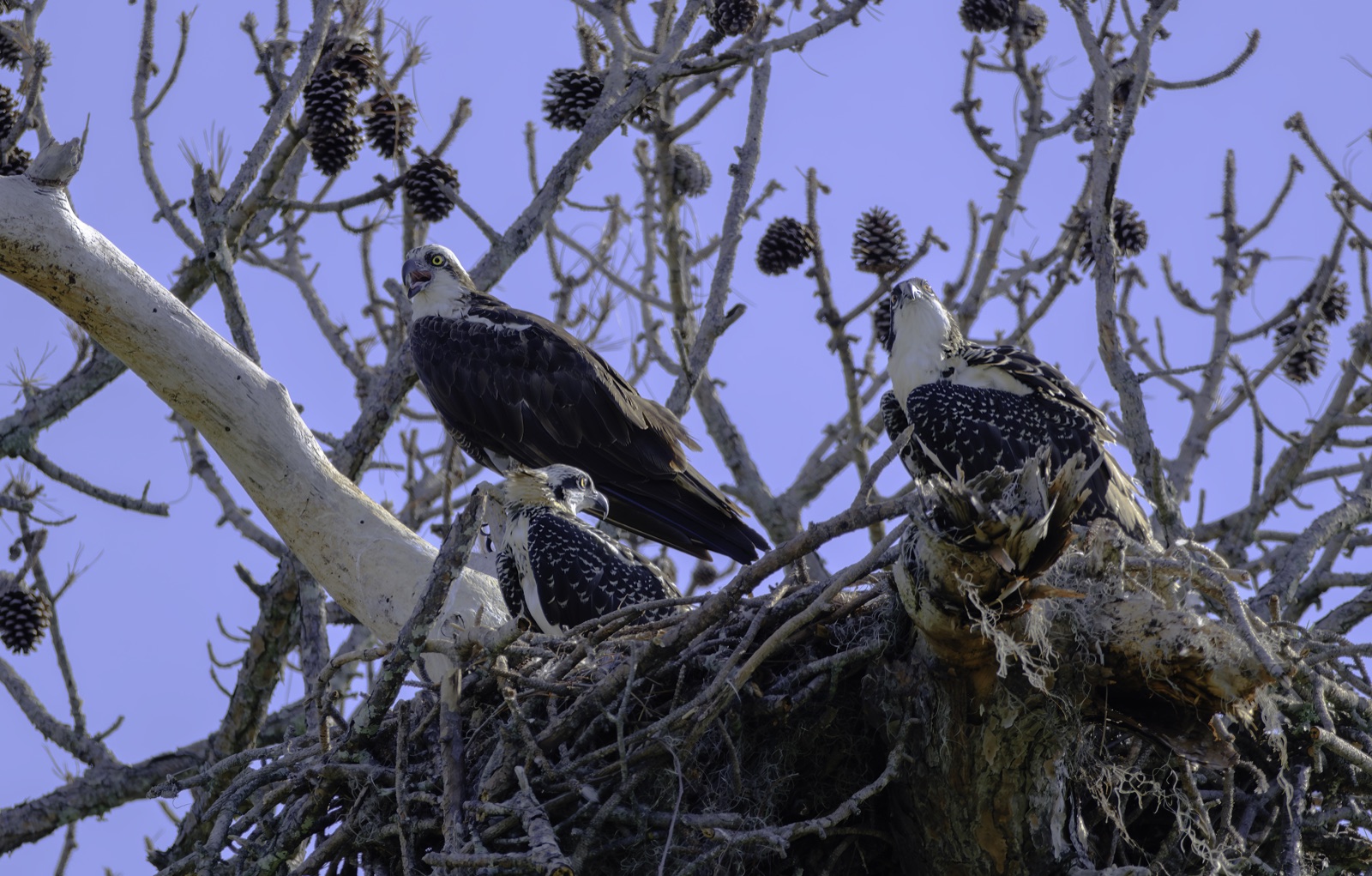 Ospreys at a Nest in a Pine, Florida — fine art print