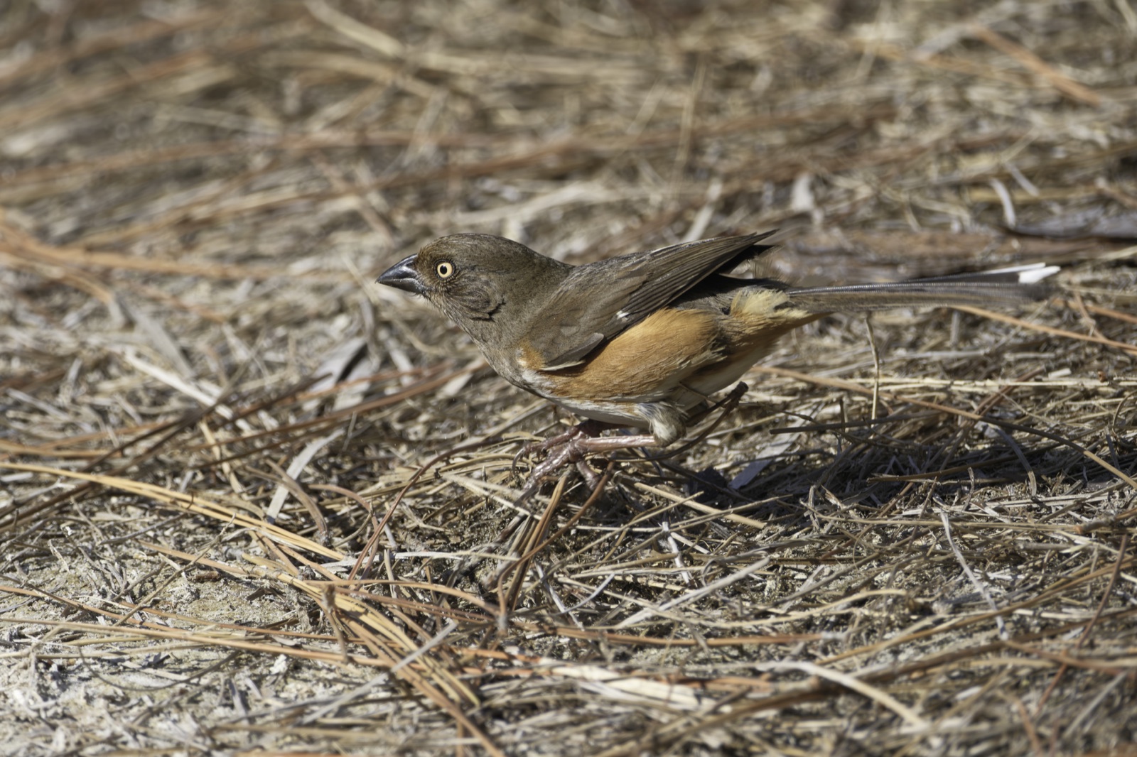 Eastern Towhee on Dry Pine Needles, Florida — fine art print