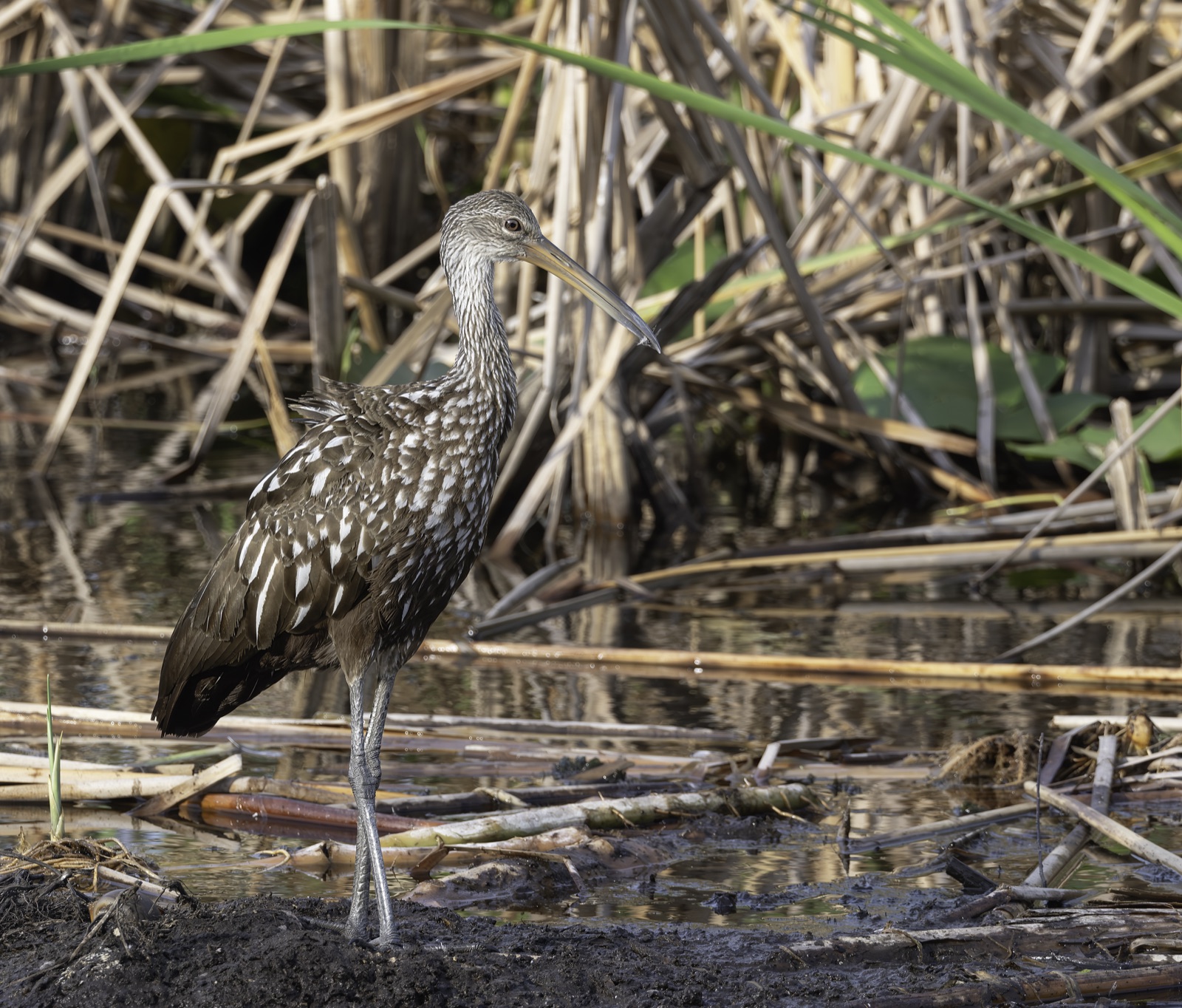 Limpkin beside Reeds and Still Water, Florida — fine art print