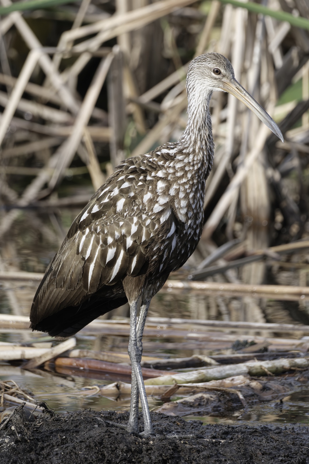 Limpkin Standing on a Muddy Bank, Florida — fine art print